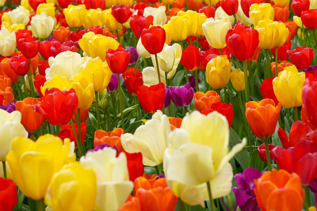 tulips in Keukenhof, the Netherlands