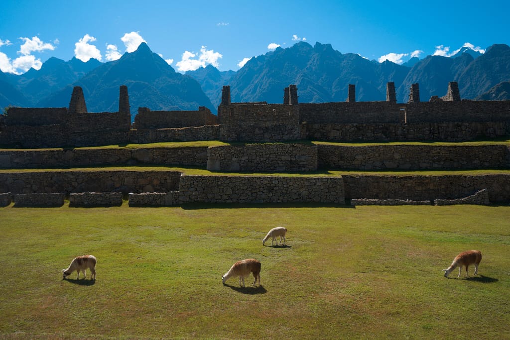 machu-pucchu-llamas
