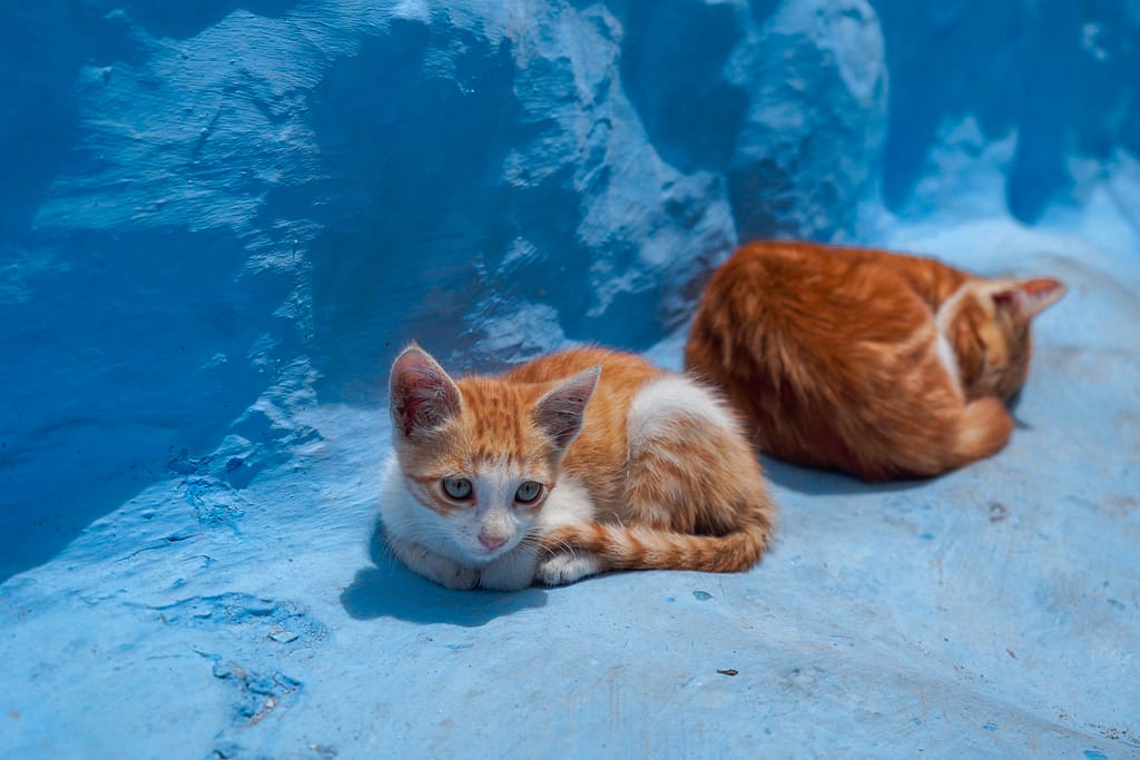 chefchaouen cat