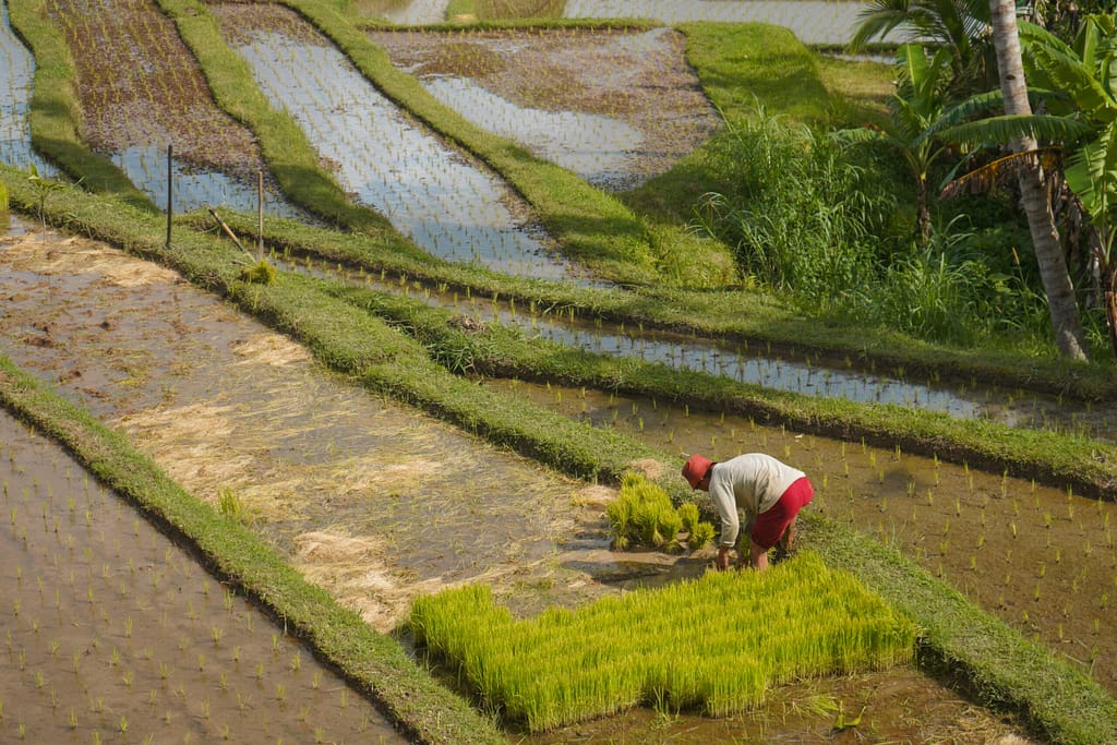 bali jalutiwih rice terrace