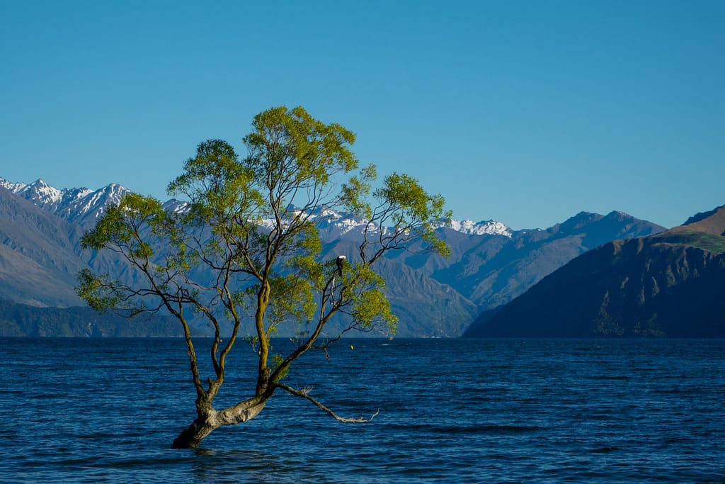 Wanaka Tree