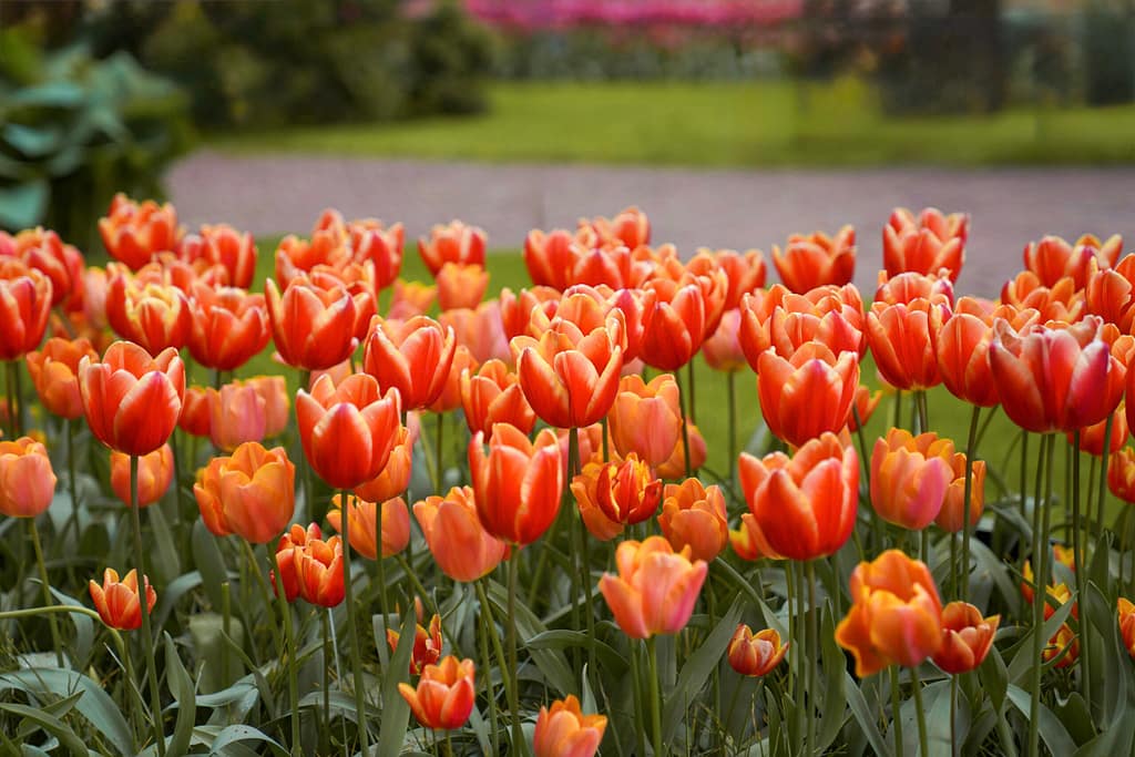 tulips at Keukenhof