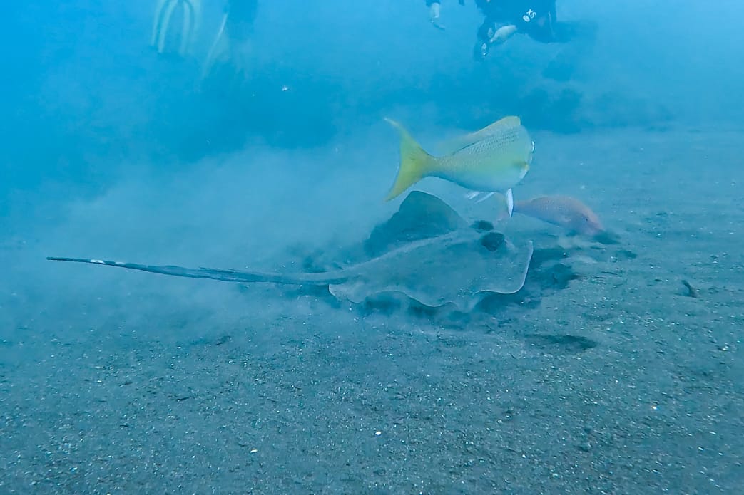 bali scuba diving