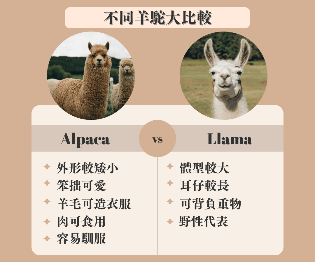 alpaca-llama