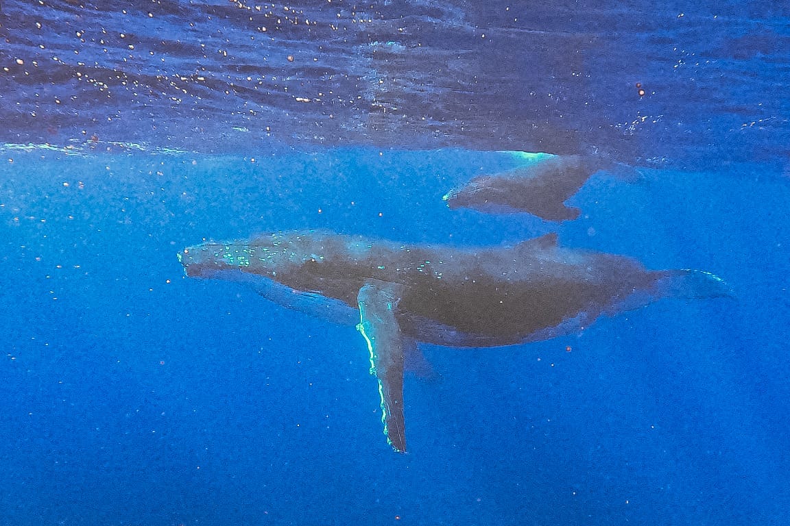 東加（Tonga）｜網上找不到——追大翅鯨的超實用資訊（含費用、行李清單） - 蜻蜓的旅遊日誌