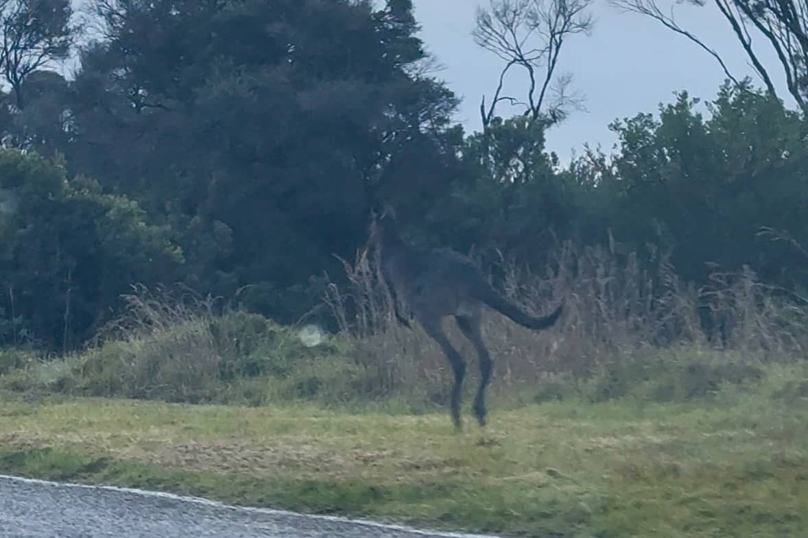 wild kangaroo on the road