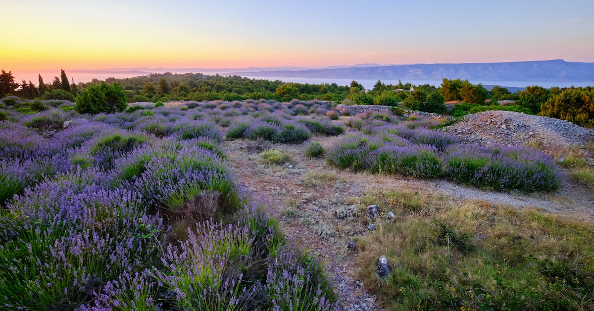hvar lavender field