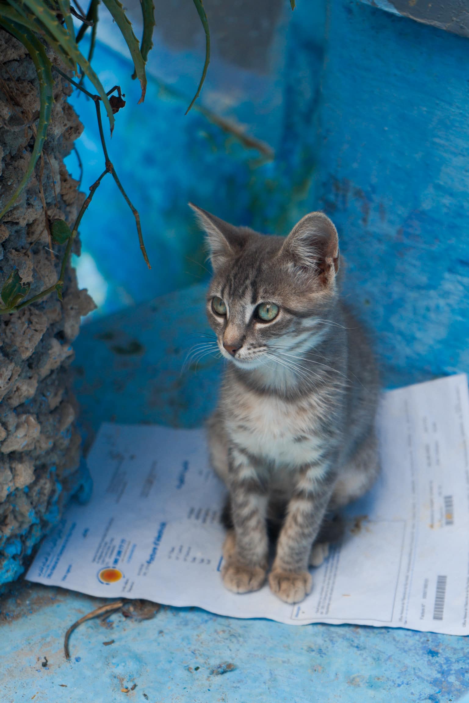 chefchaouen cat