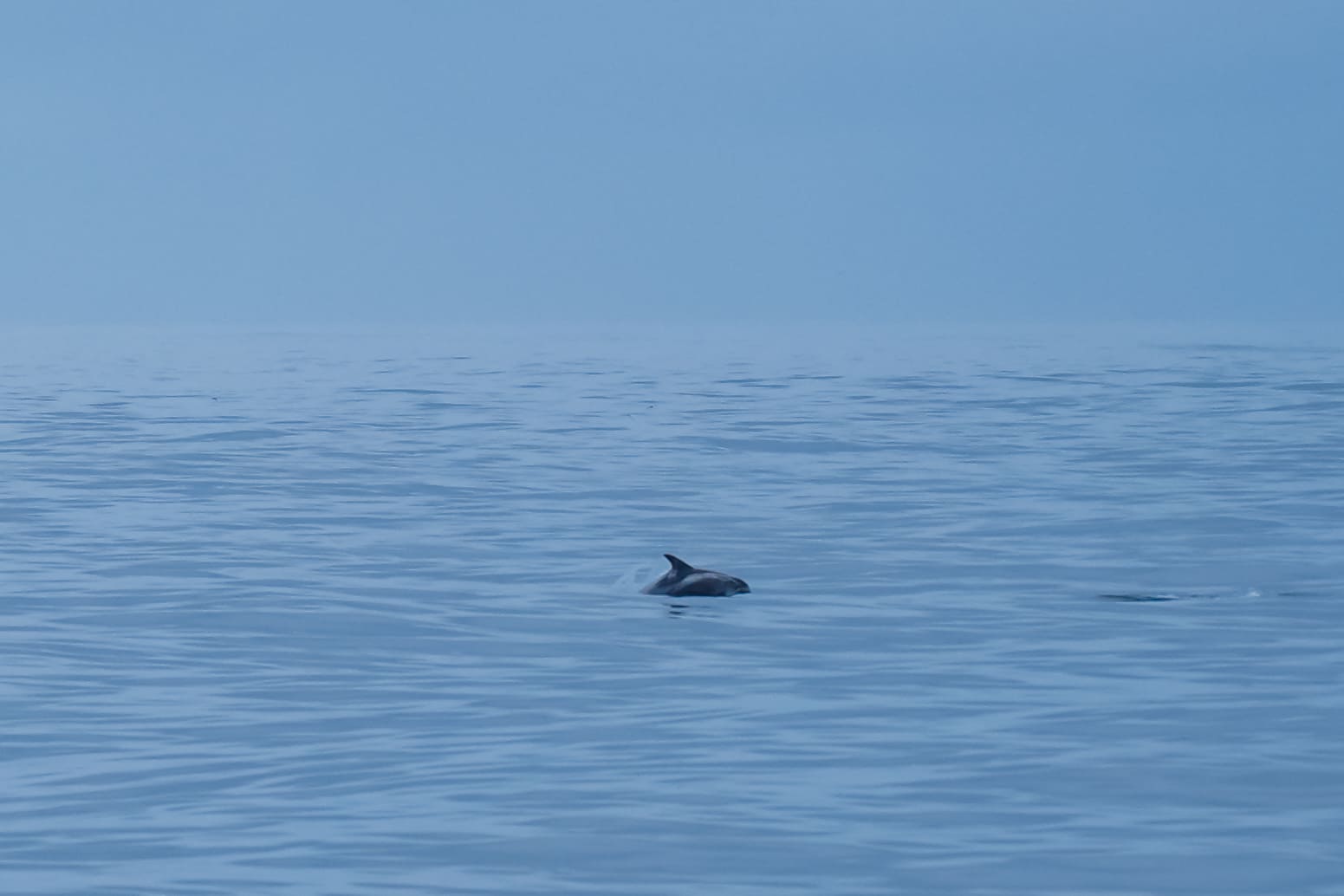 dolphin iceland