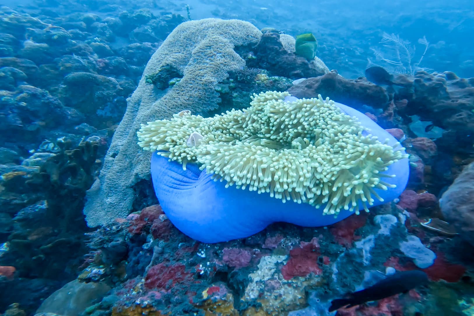 bali scuba diving
