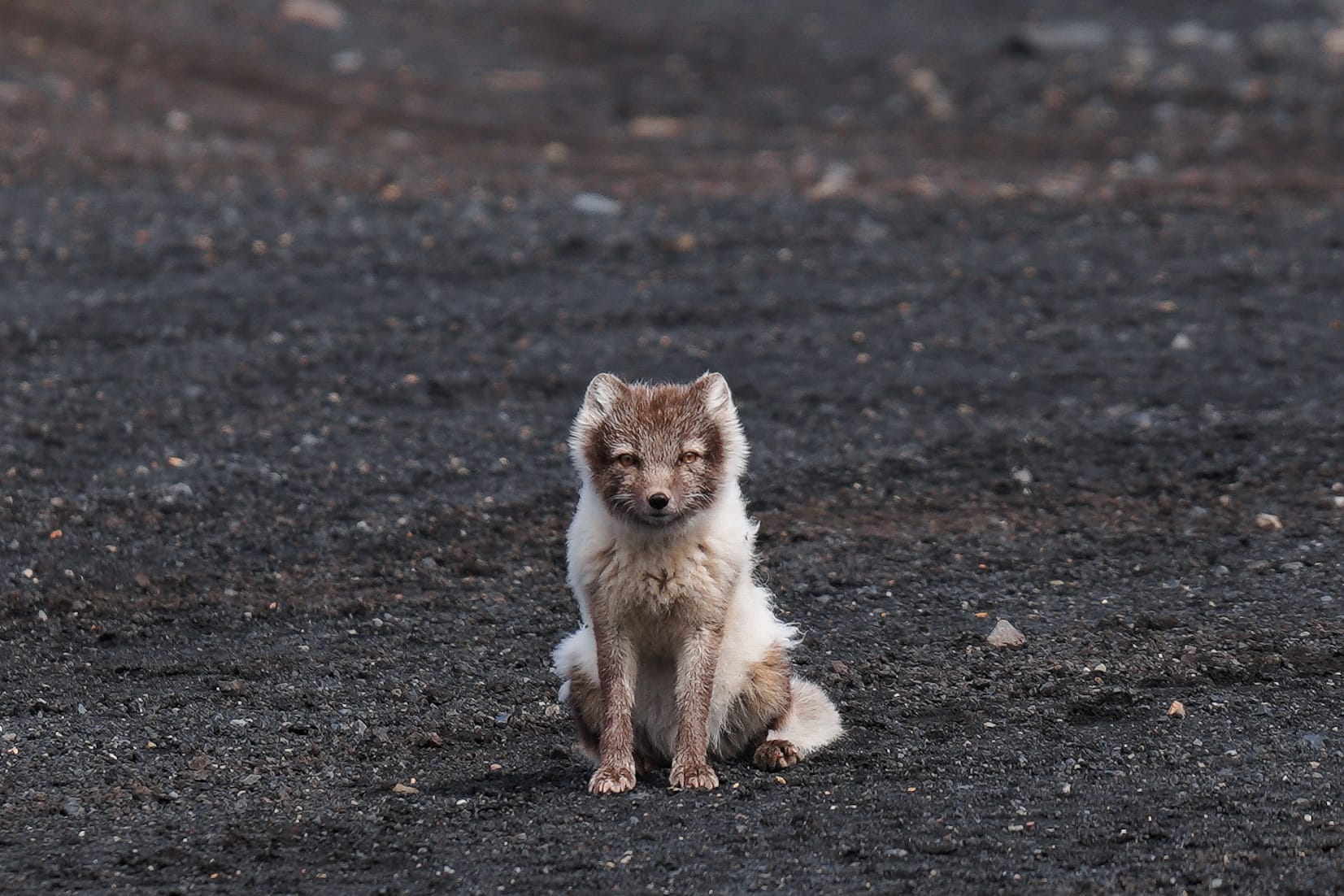 arctic fox