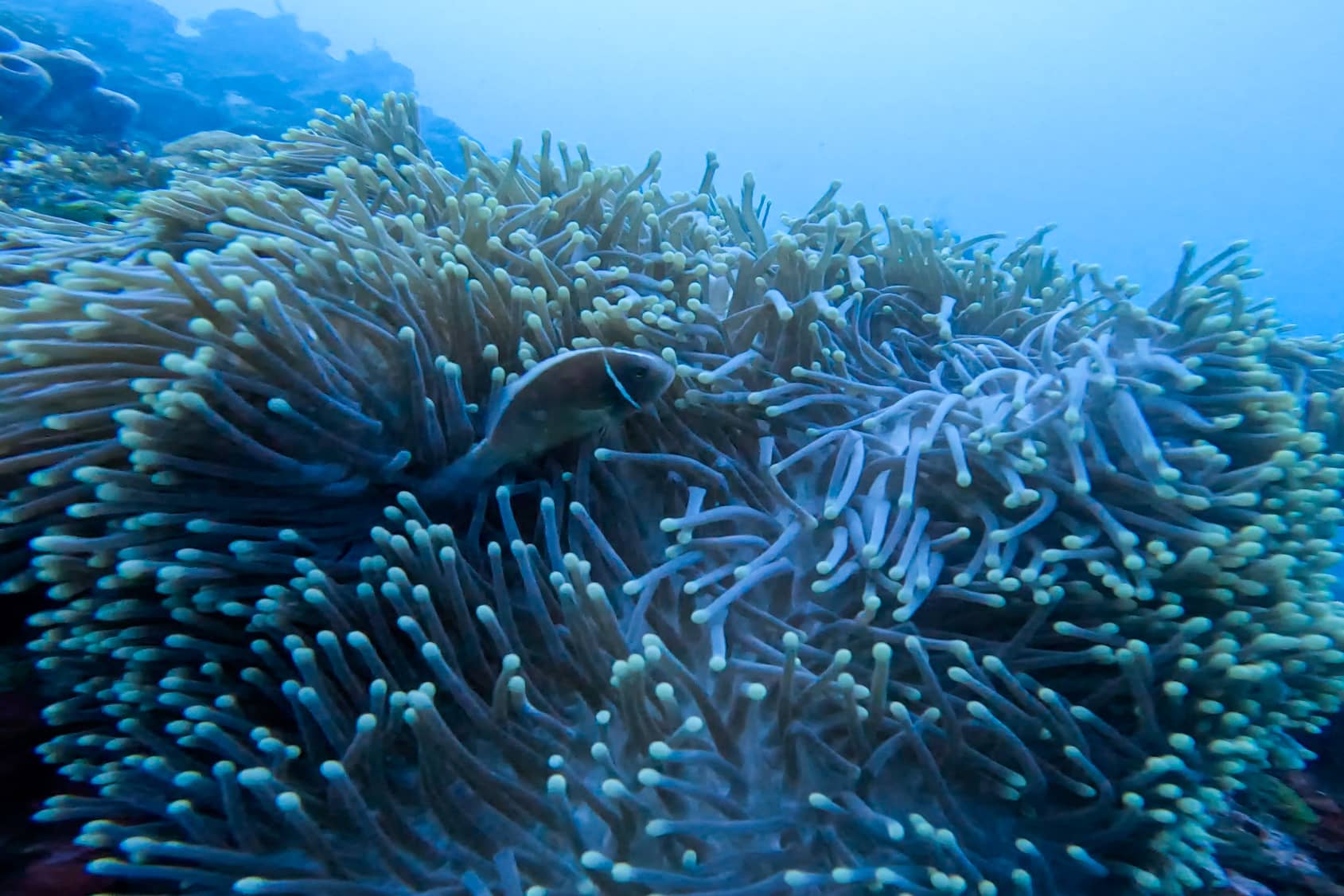 bali scuba diving