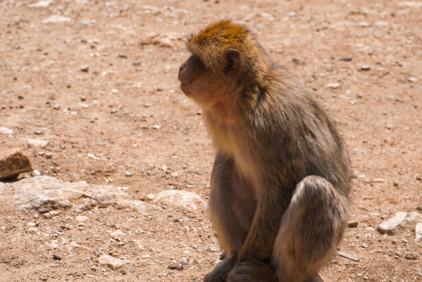 monkey-ifrane