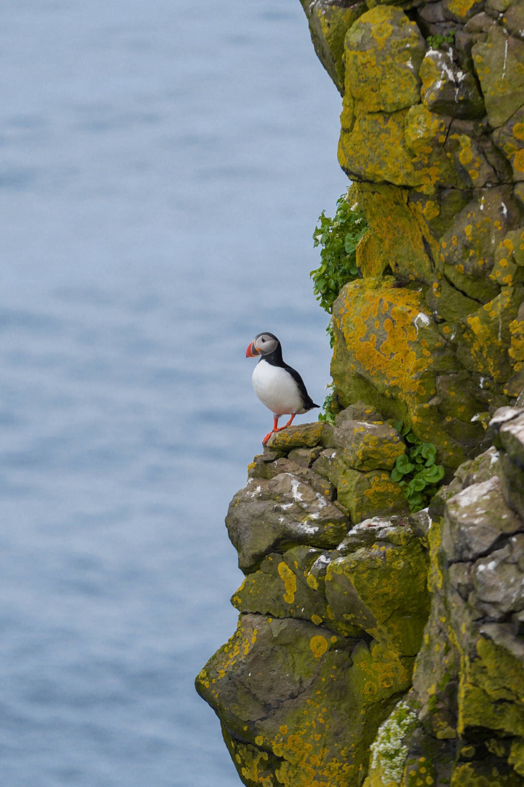 puffins