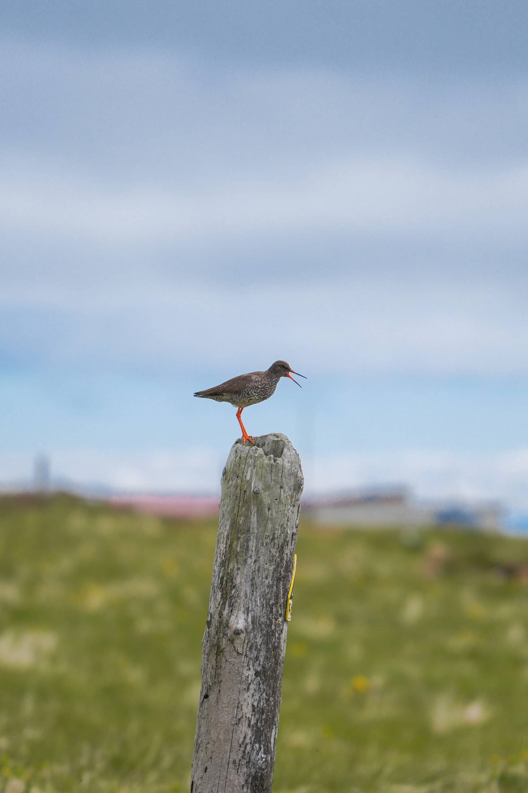 birds on grimsey iceland
