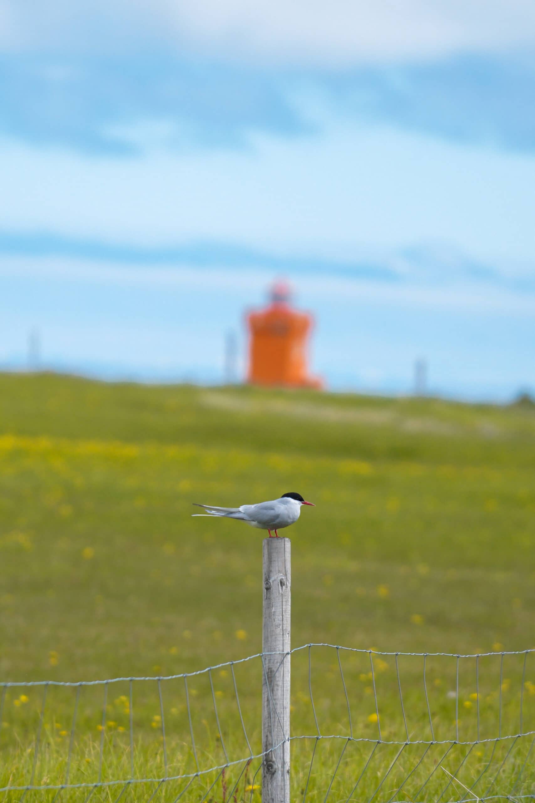 bird on grimsey island