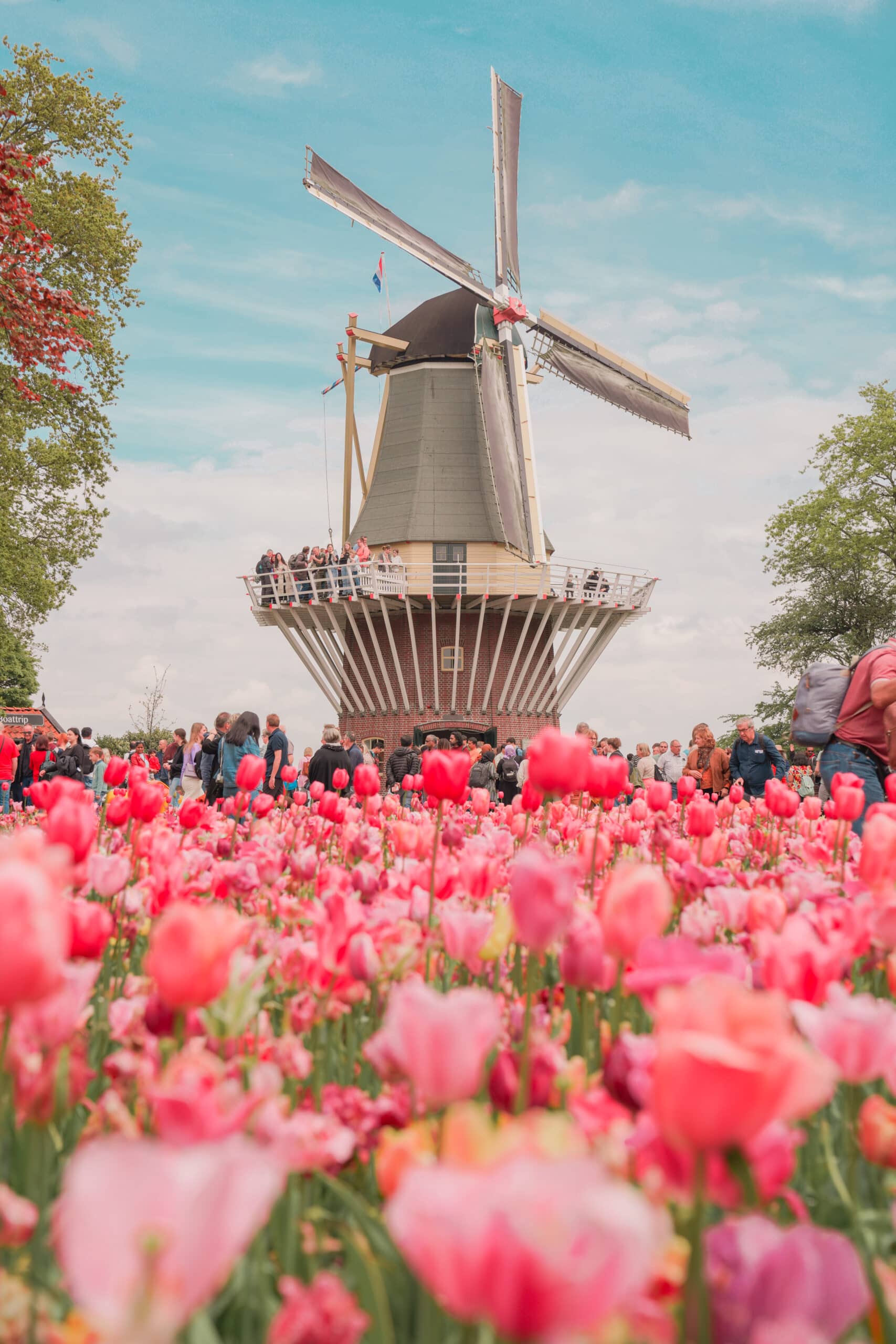 Windmill with tulips at Keukenhof