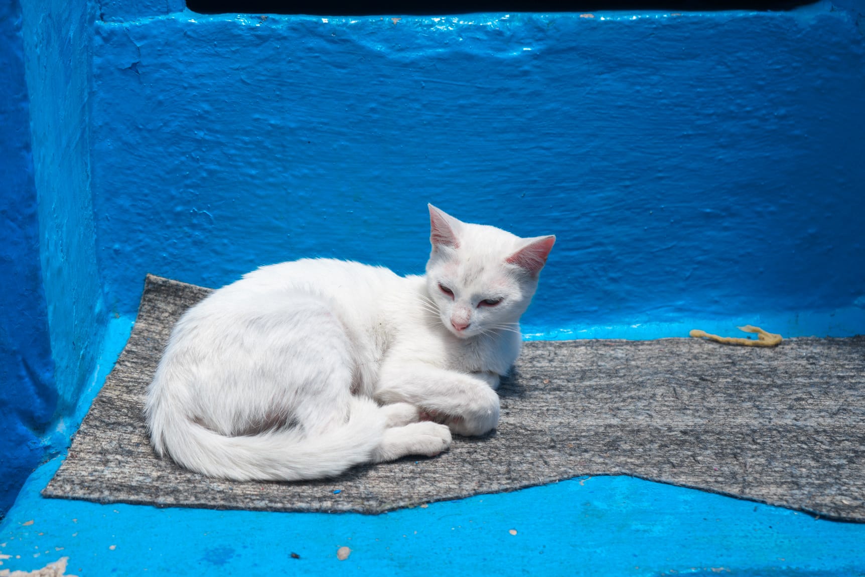 chefchaouen cat