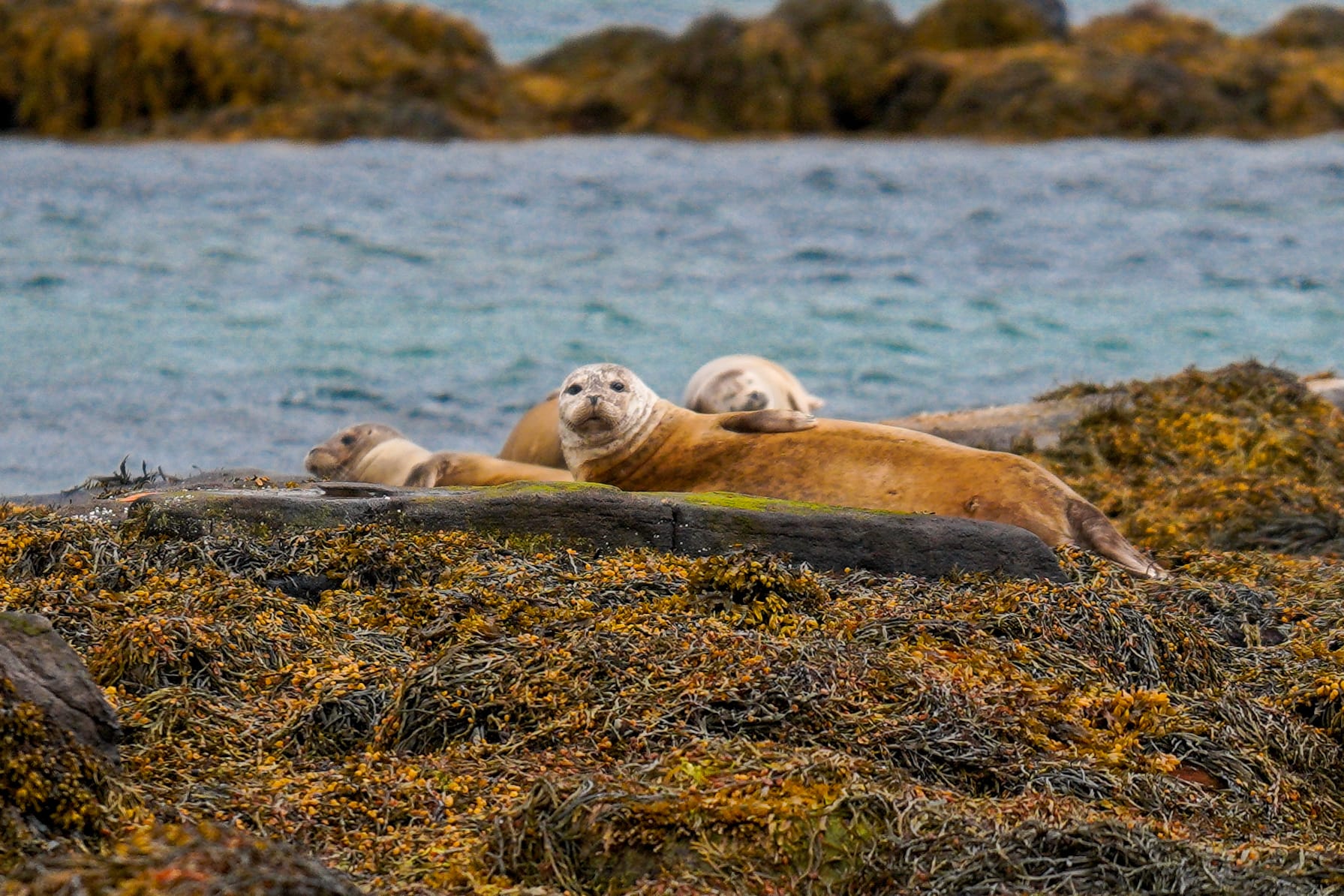 Seal Lookout