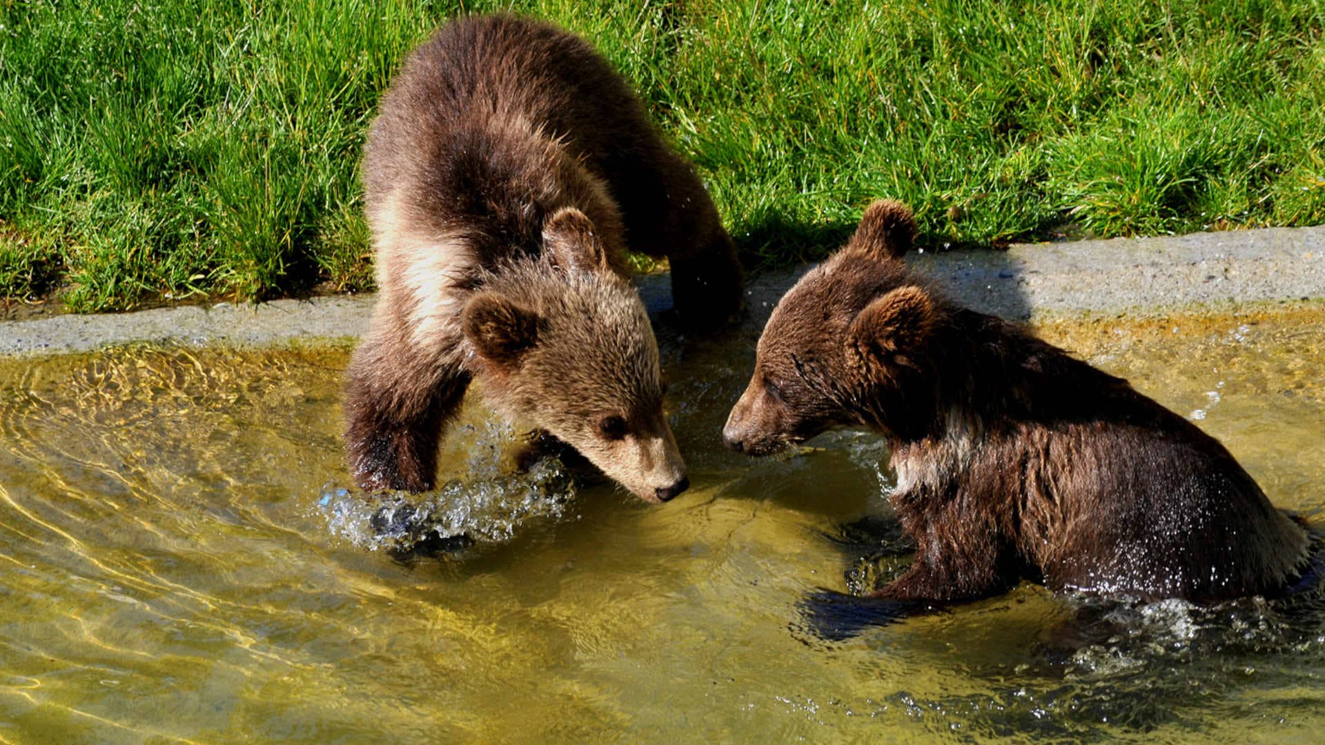 bern bears