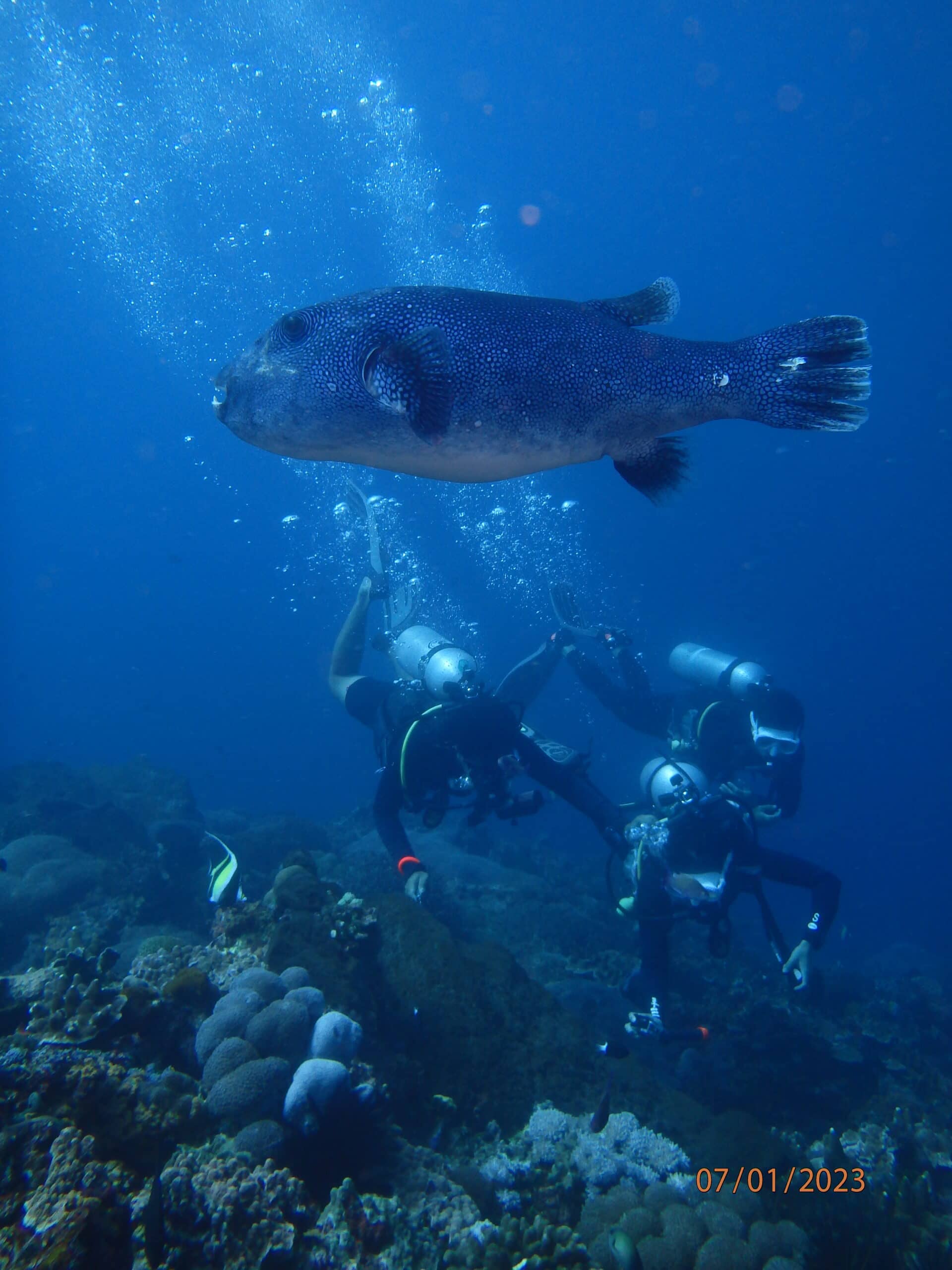 bali scuba diving