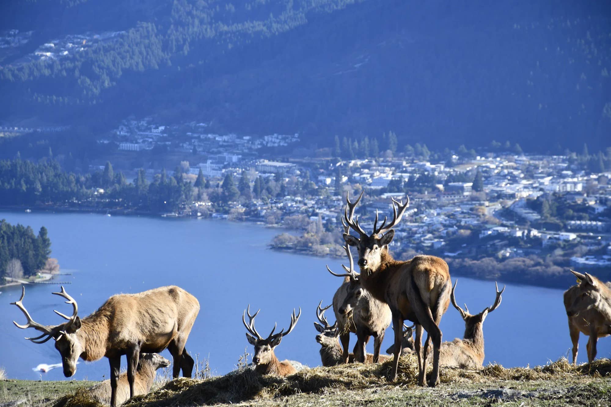 Deer Heights in Queenstown, New Zealand