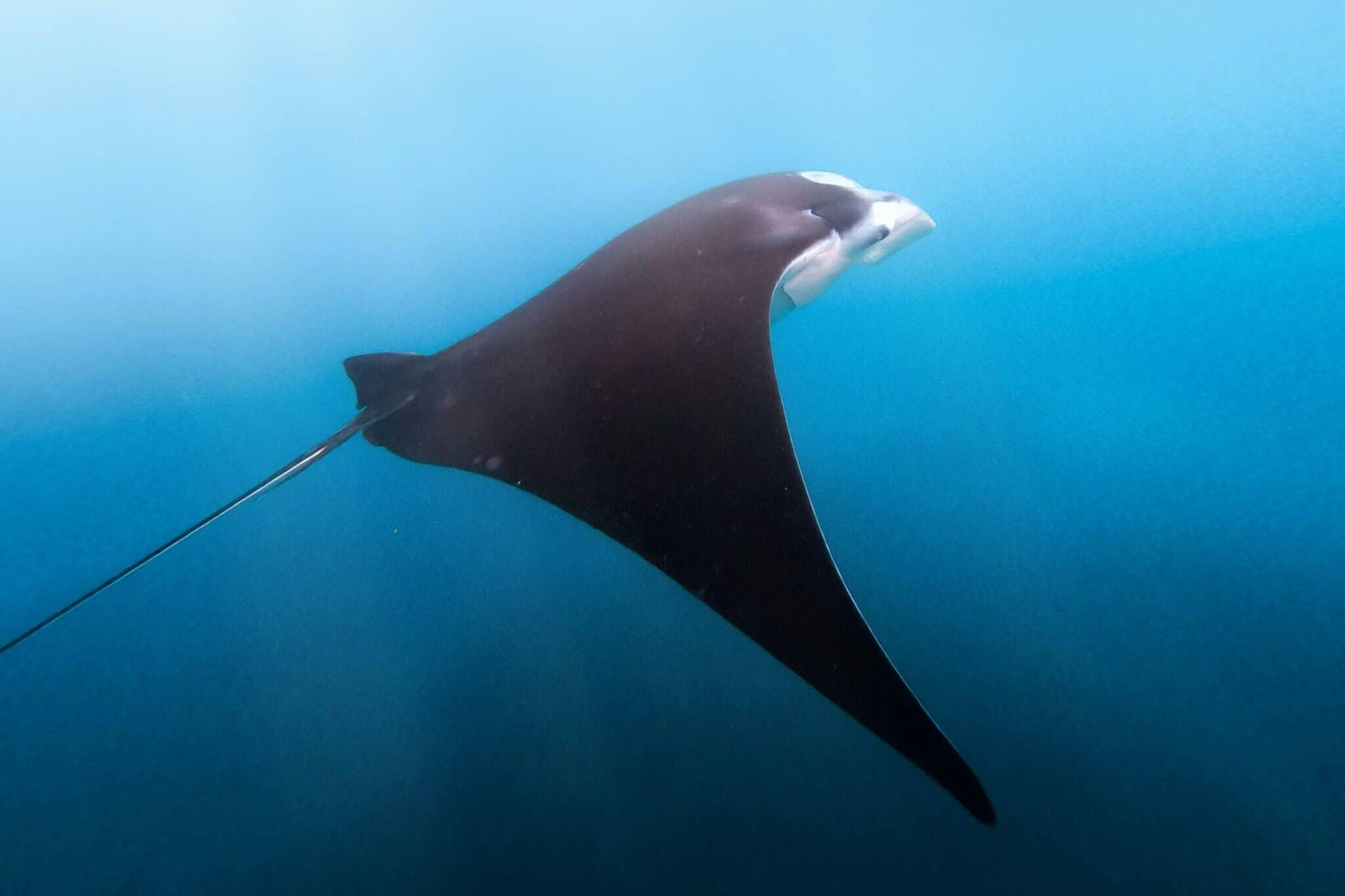 manta ray