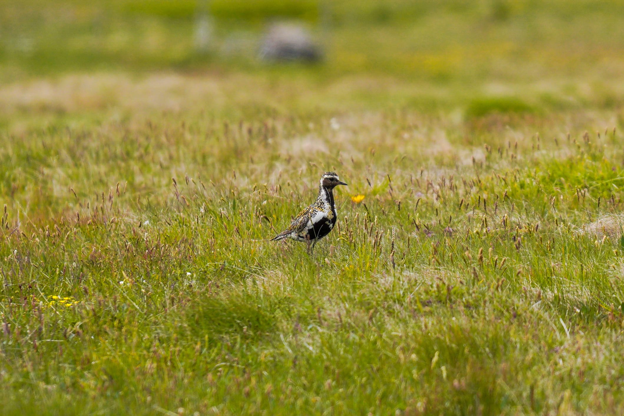 birds on grimsey