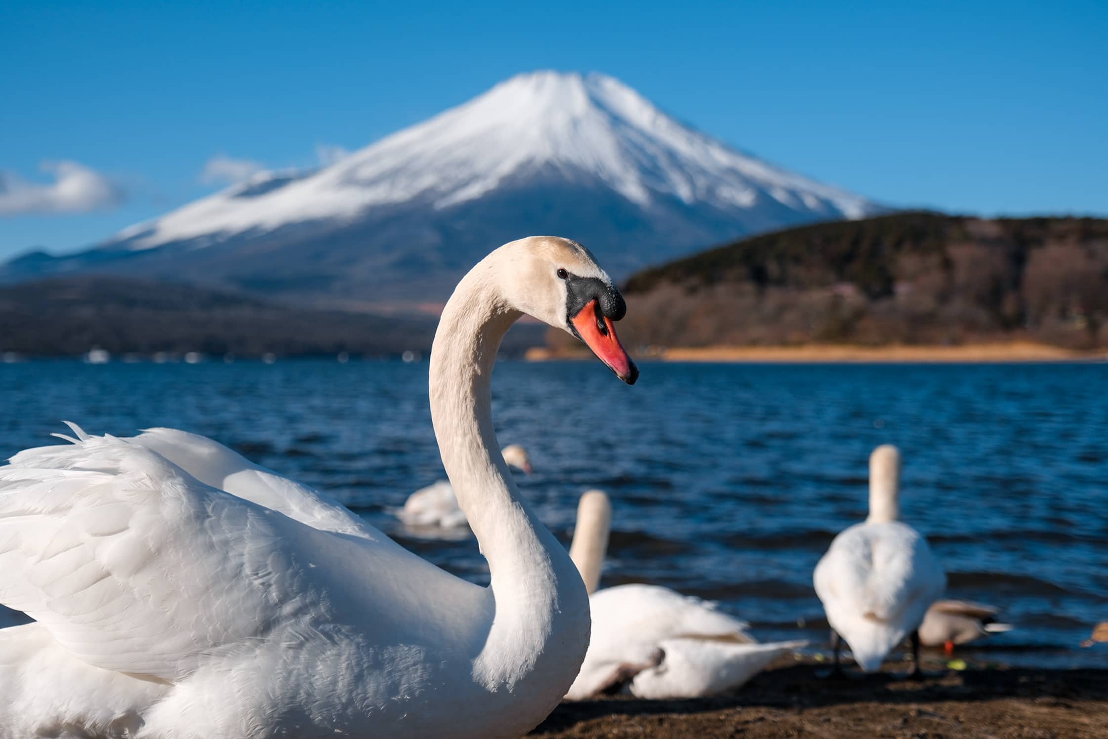 mount-fuji-with-swan