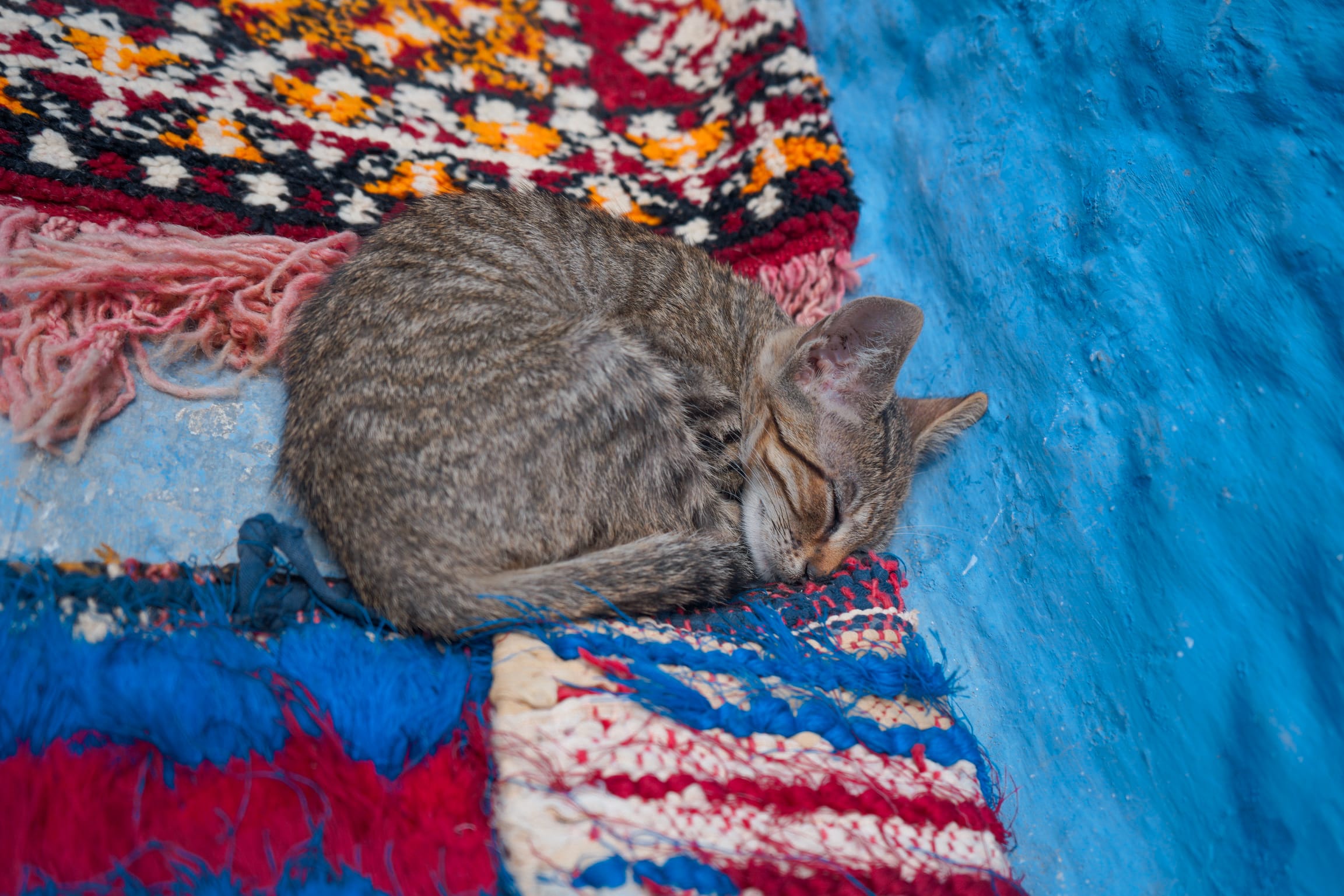 chefchaouen cat
