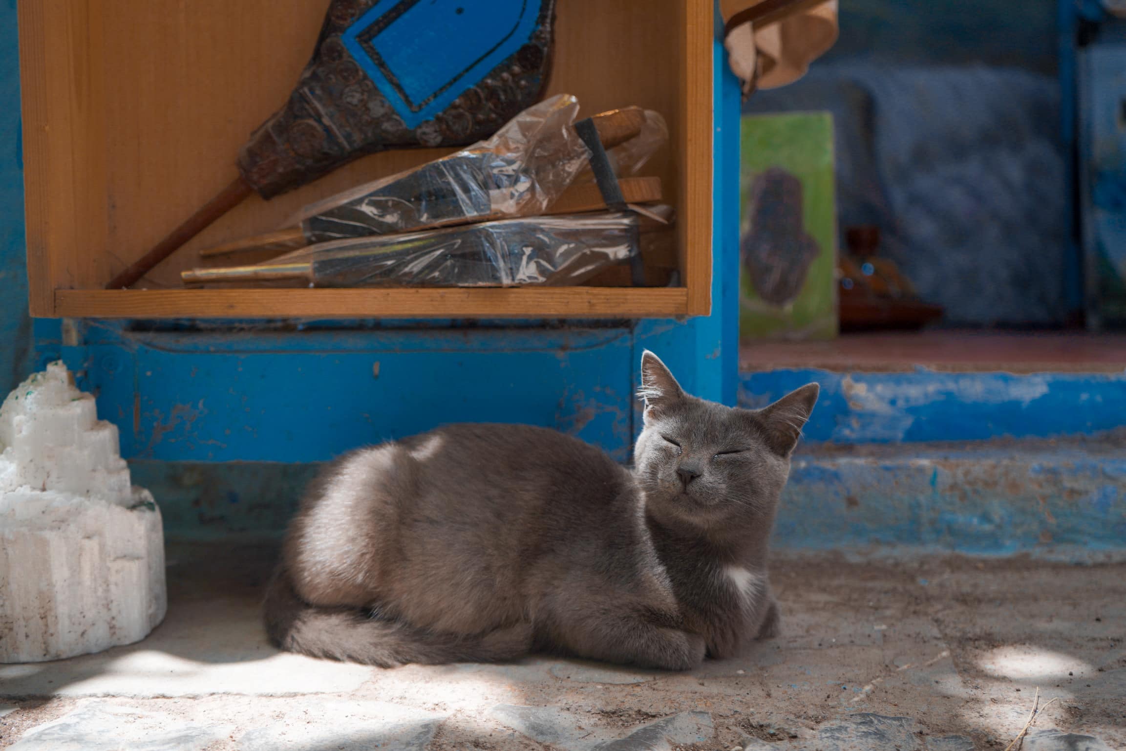 chefchaouen cat