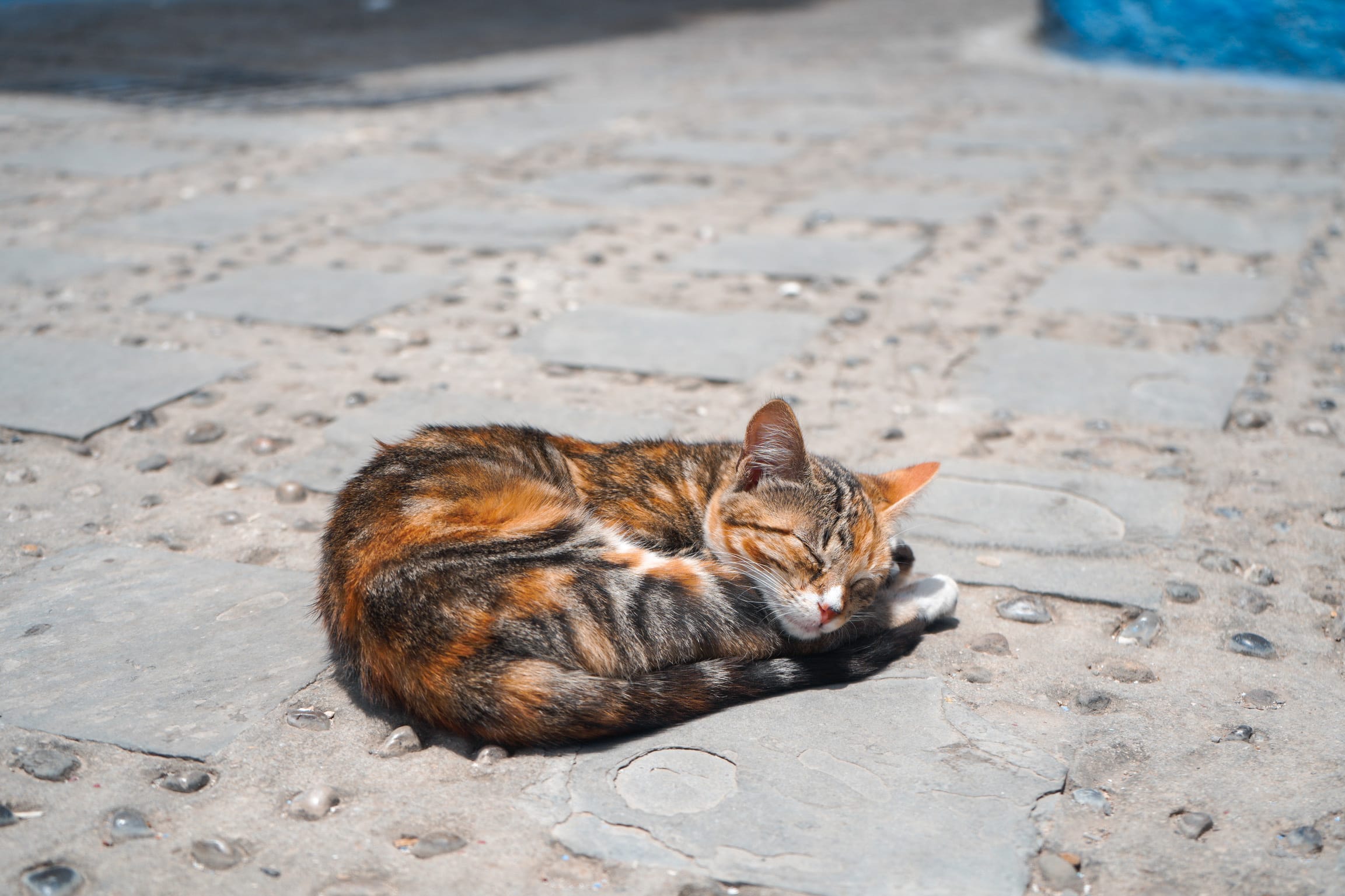 chefchaouen cat