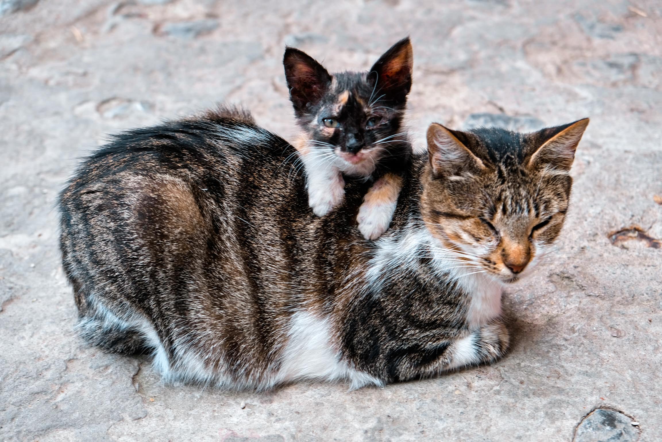 chefchaouen cat