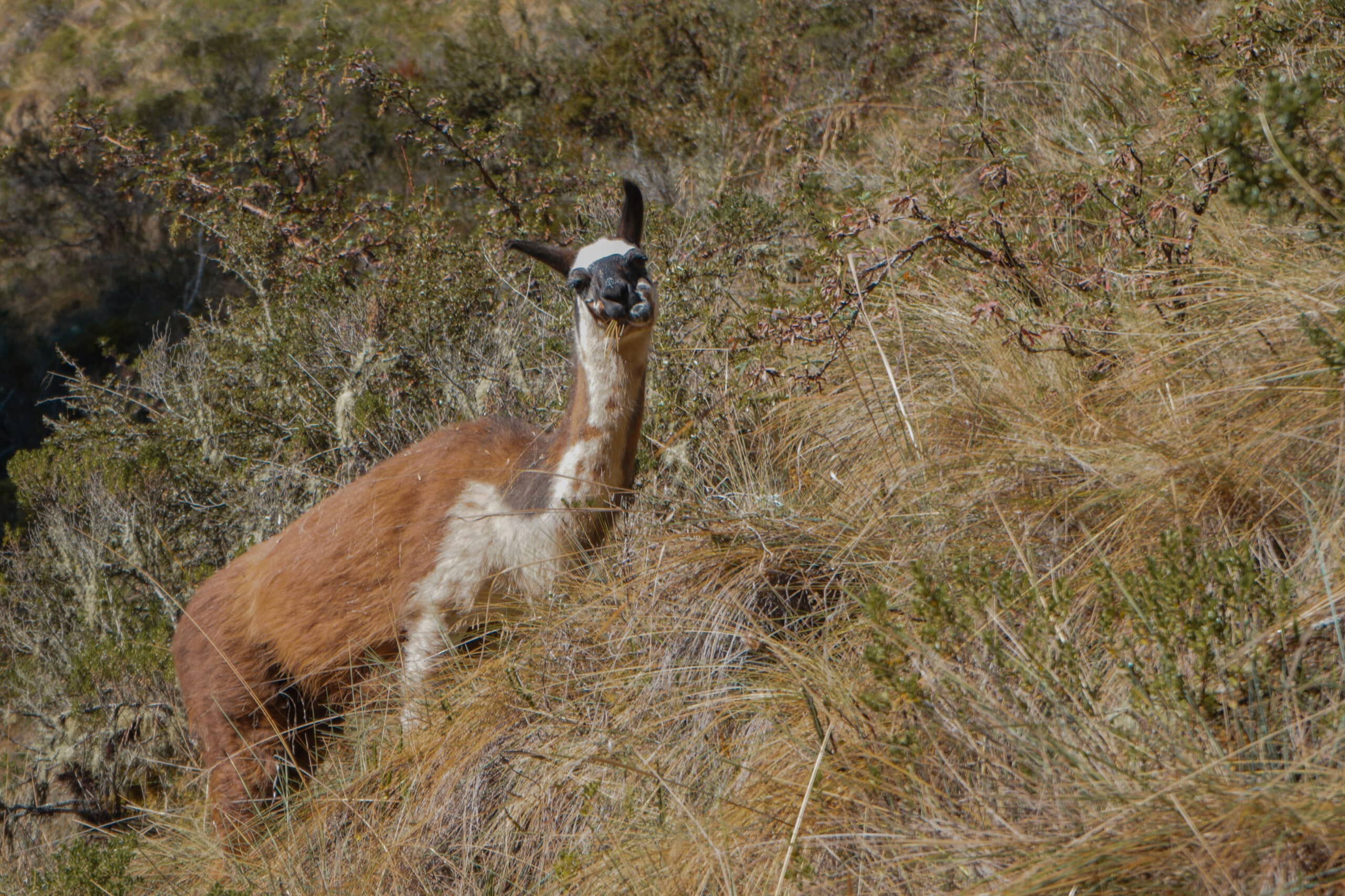 inca-trail-llama
