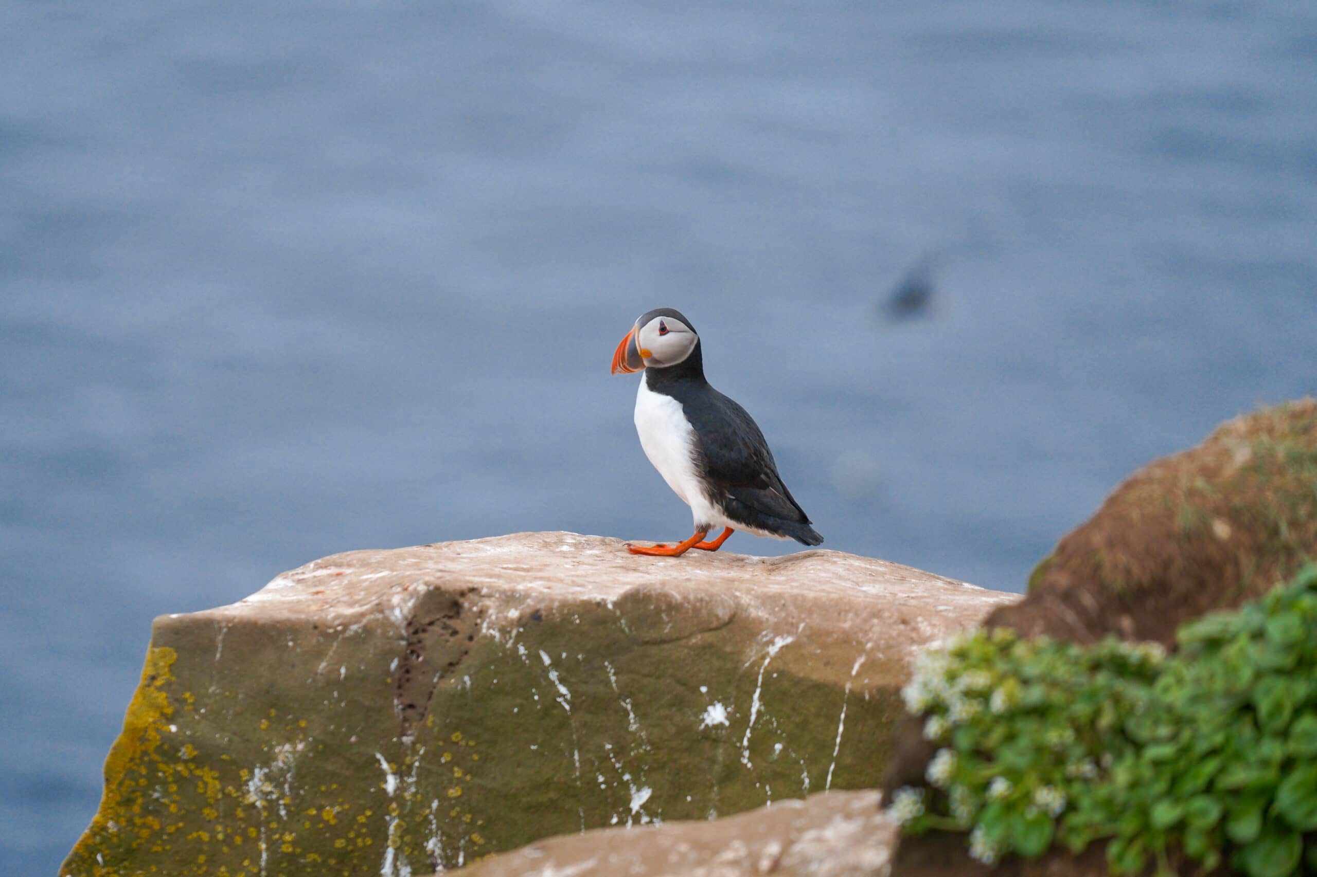 puffins