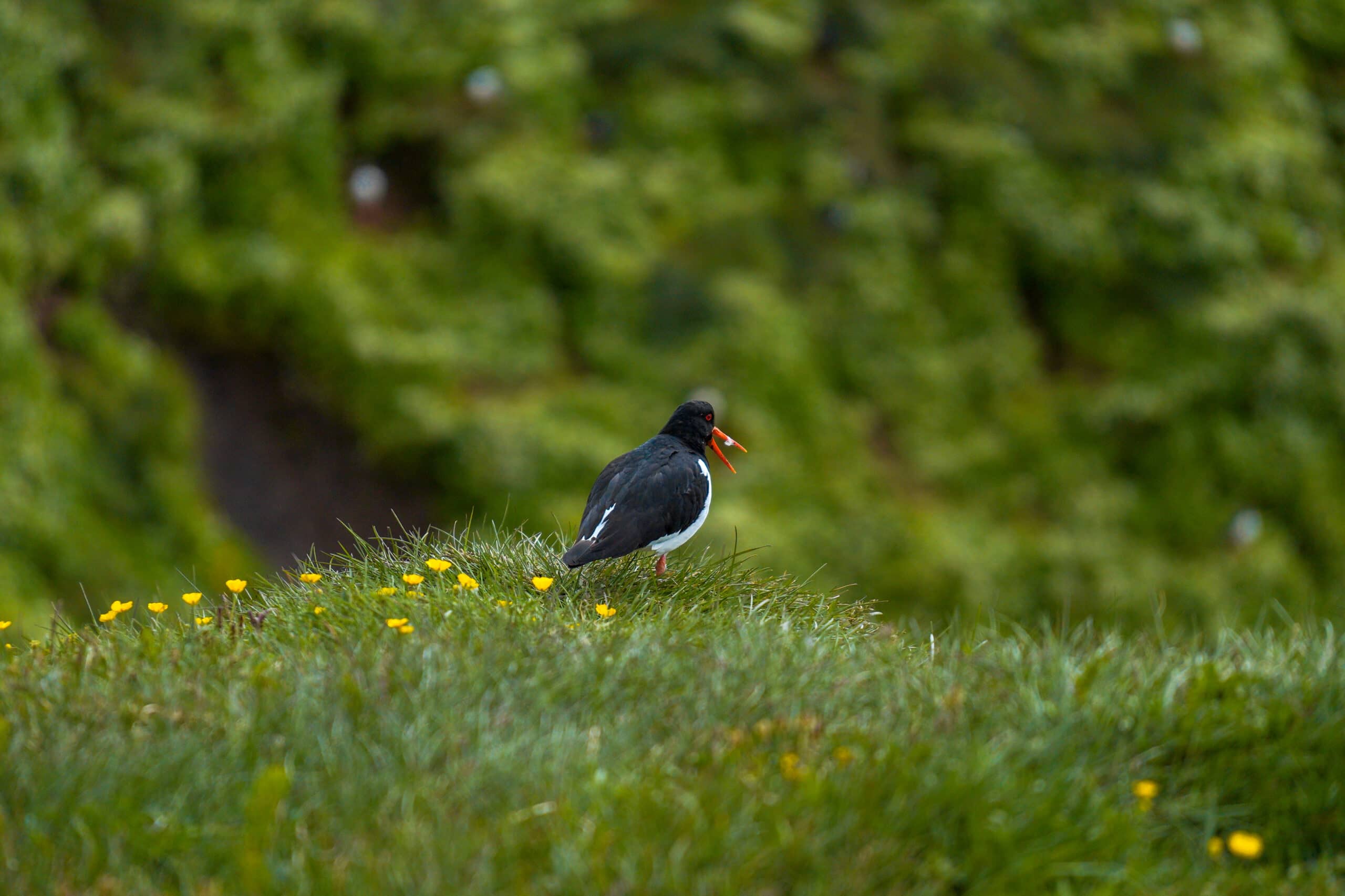 birds on grimsey island