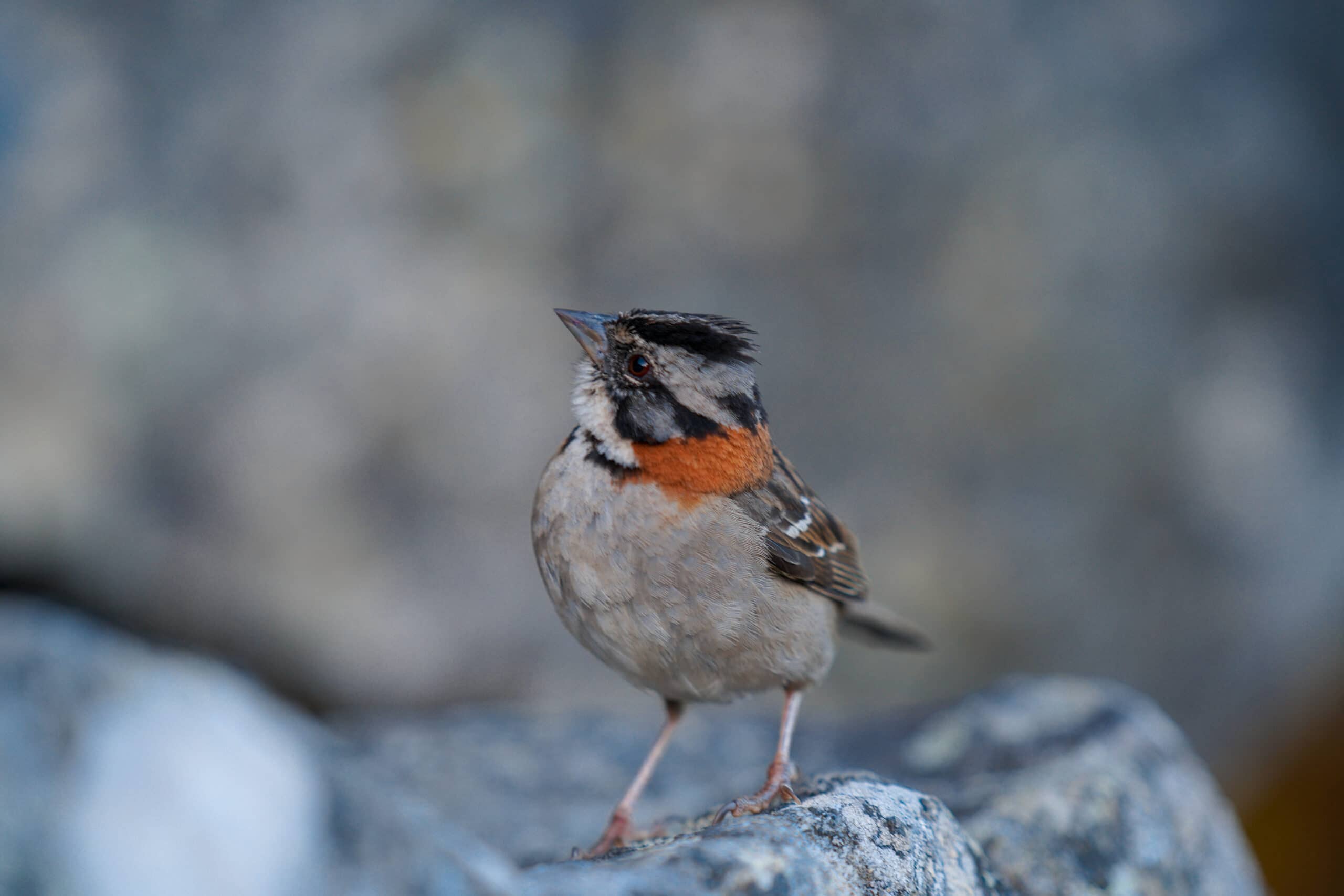 inca-trail-bird