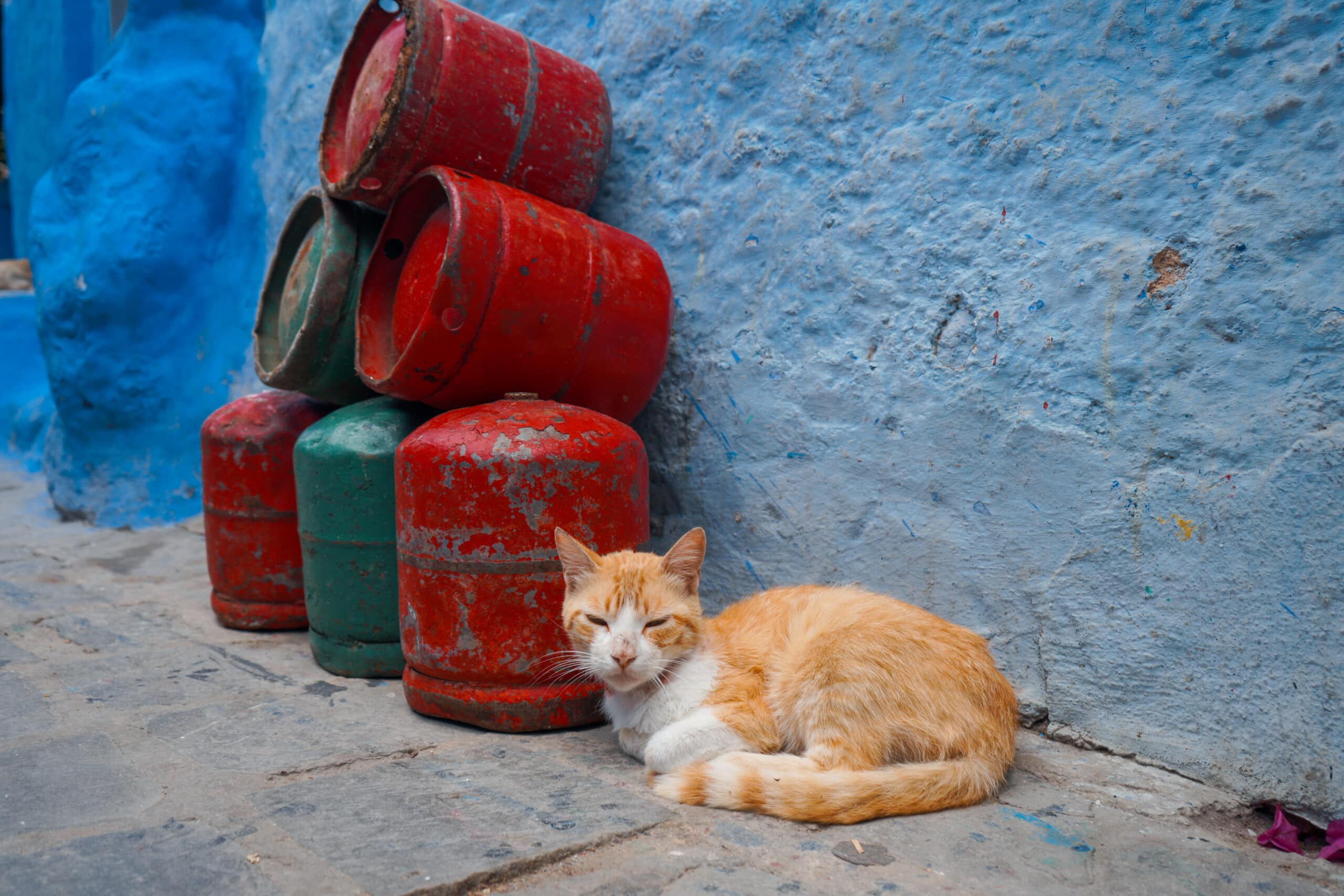 chefchaouen cat