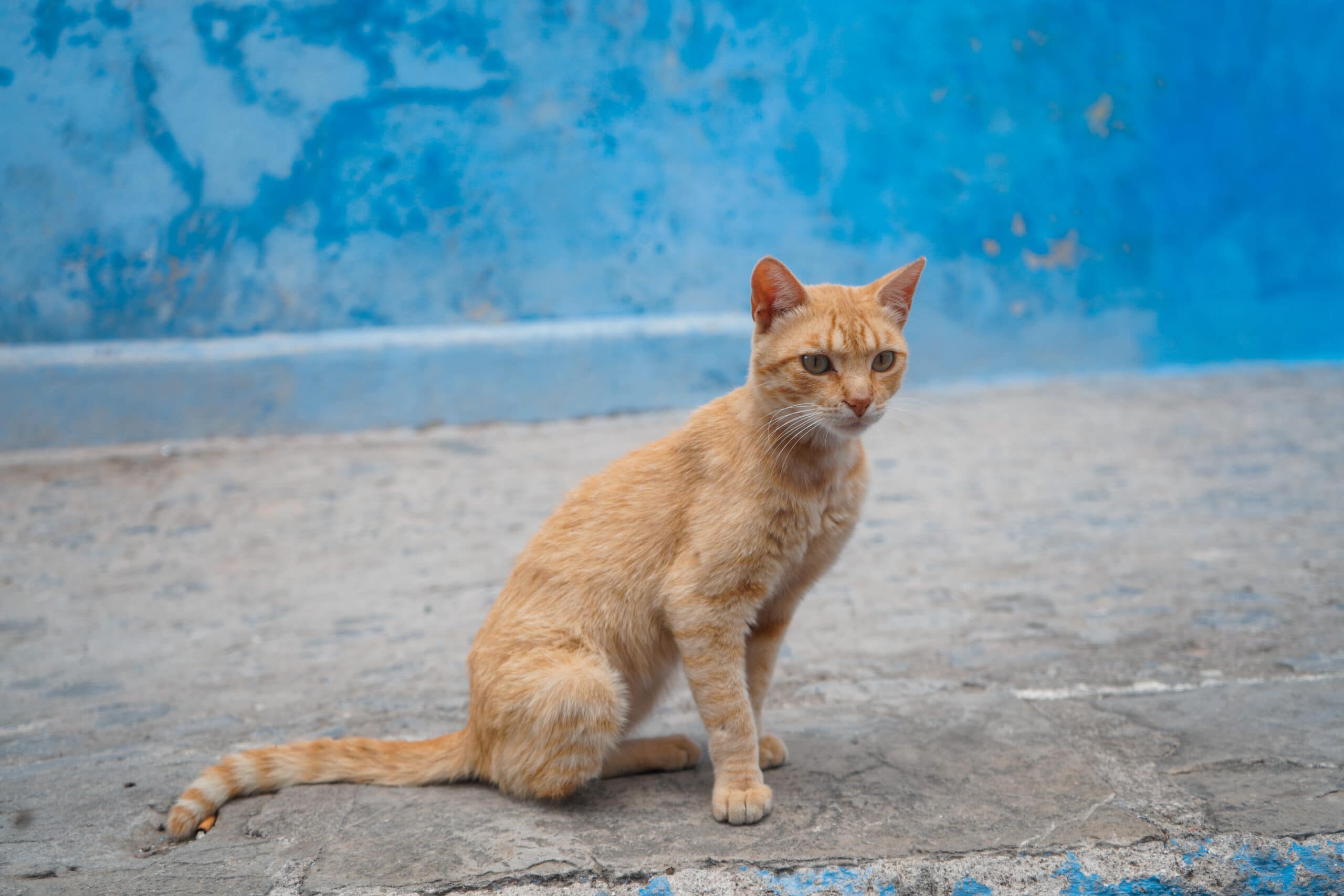 chefchaouen cat