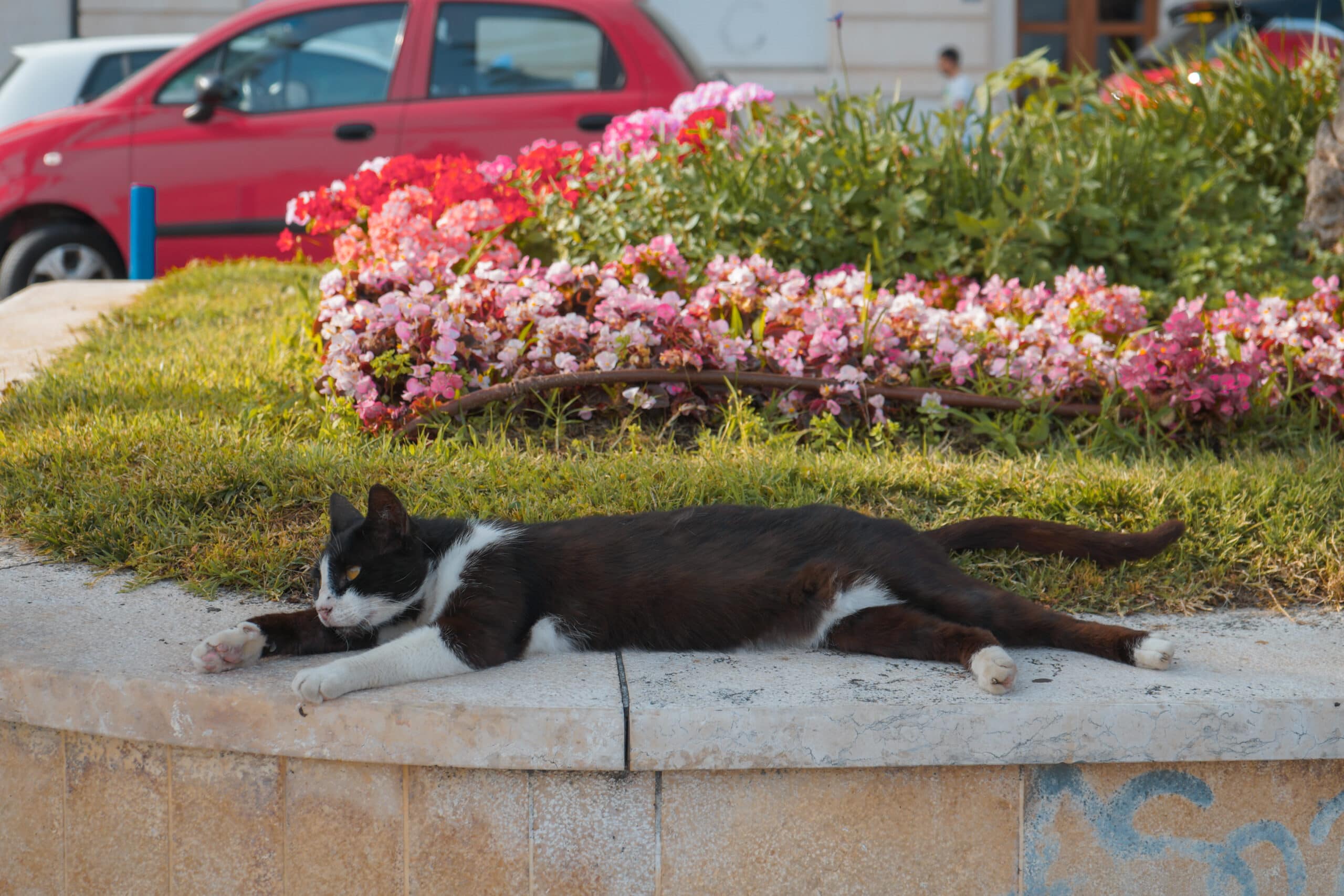 cat at split riva