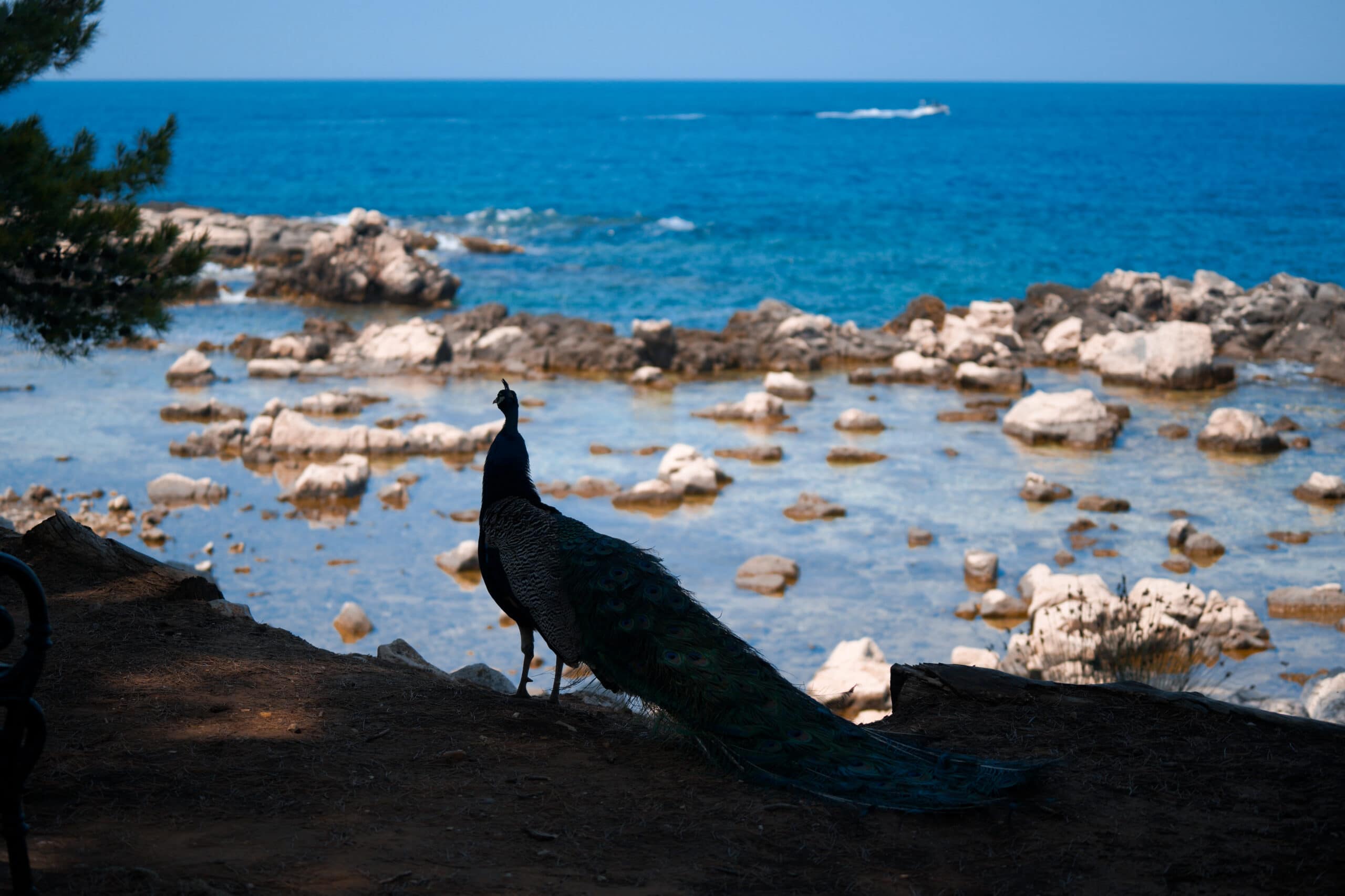 lokrum peacock