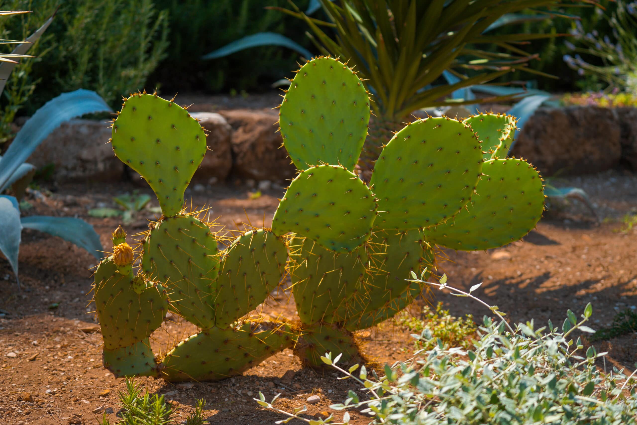 cactus in botanical garden