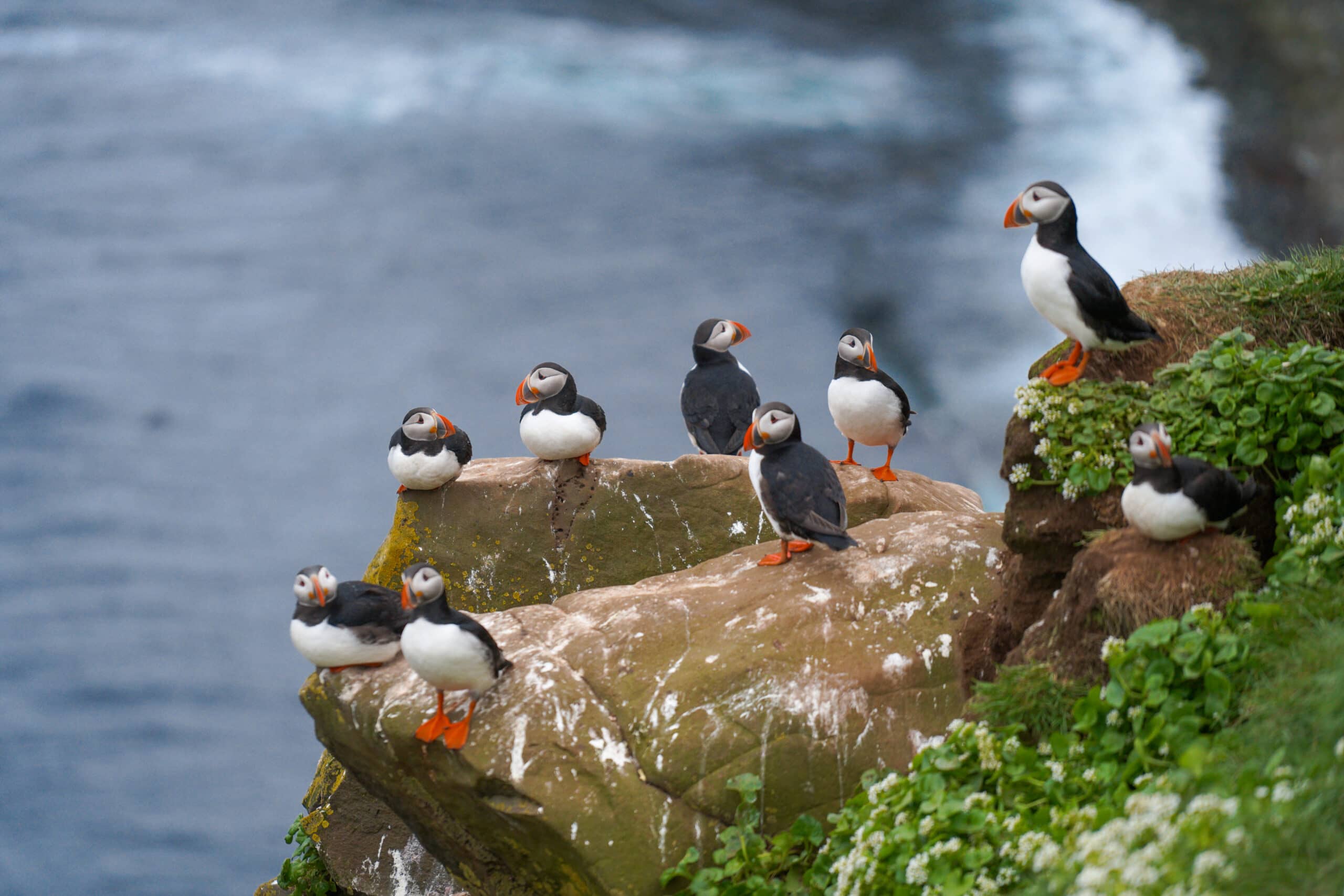 puffins
