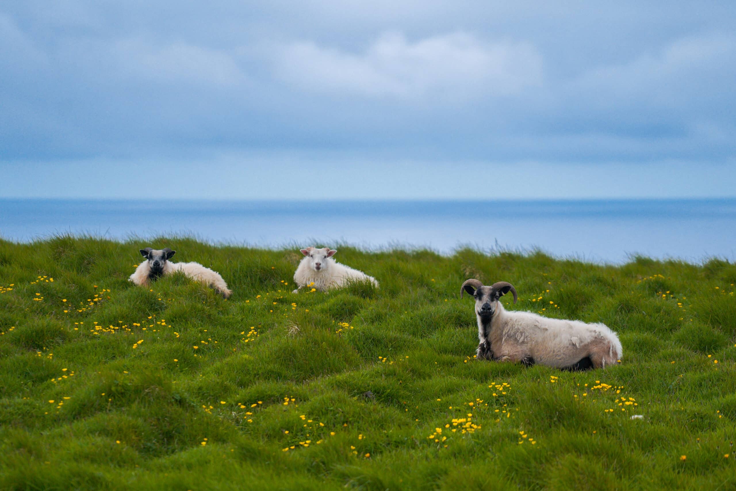 lambs on grimsey island