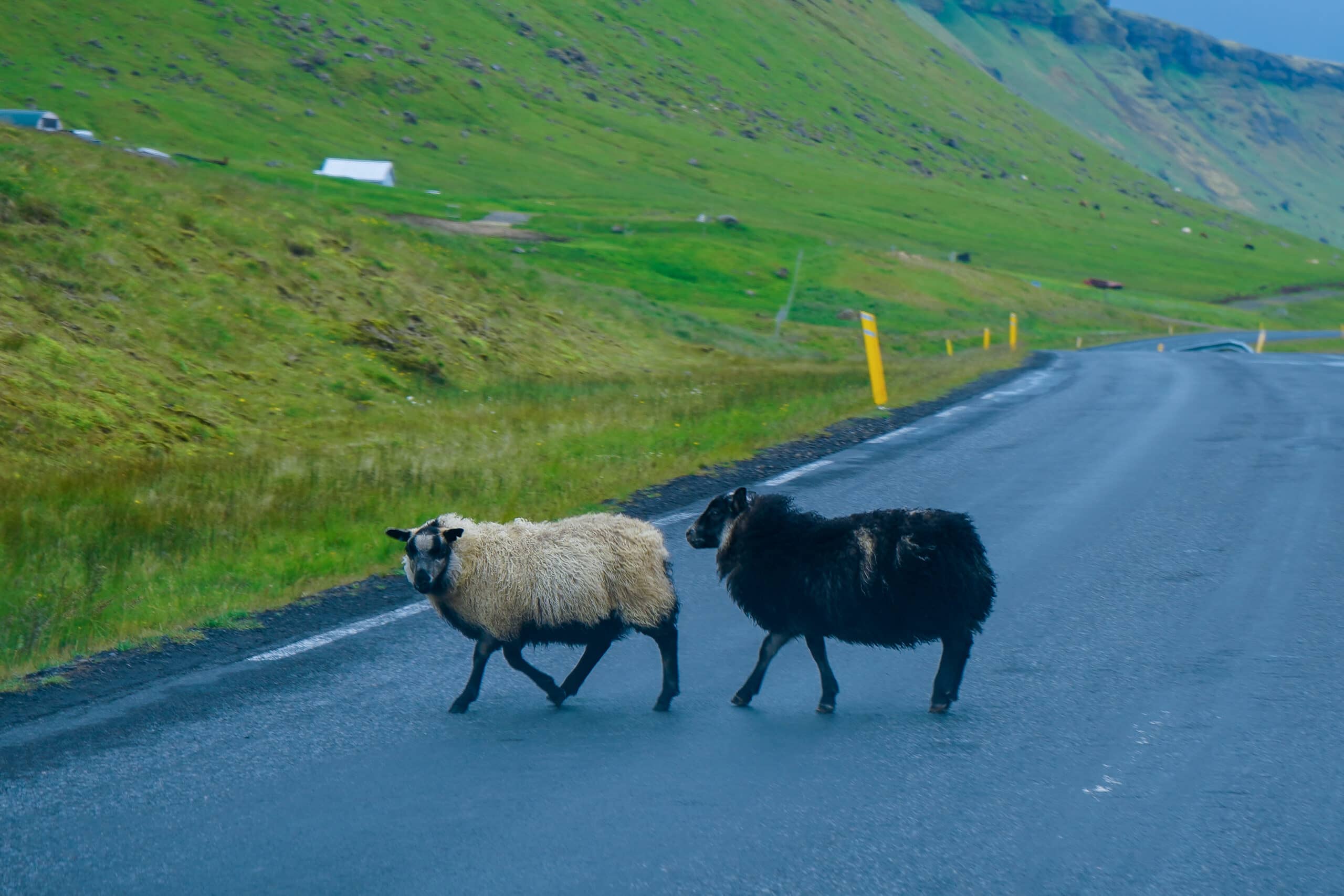 sheep crossing road in Iceland