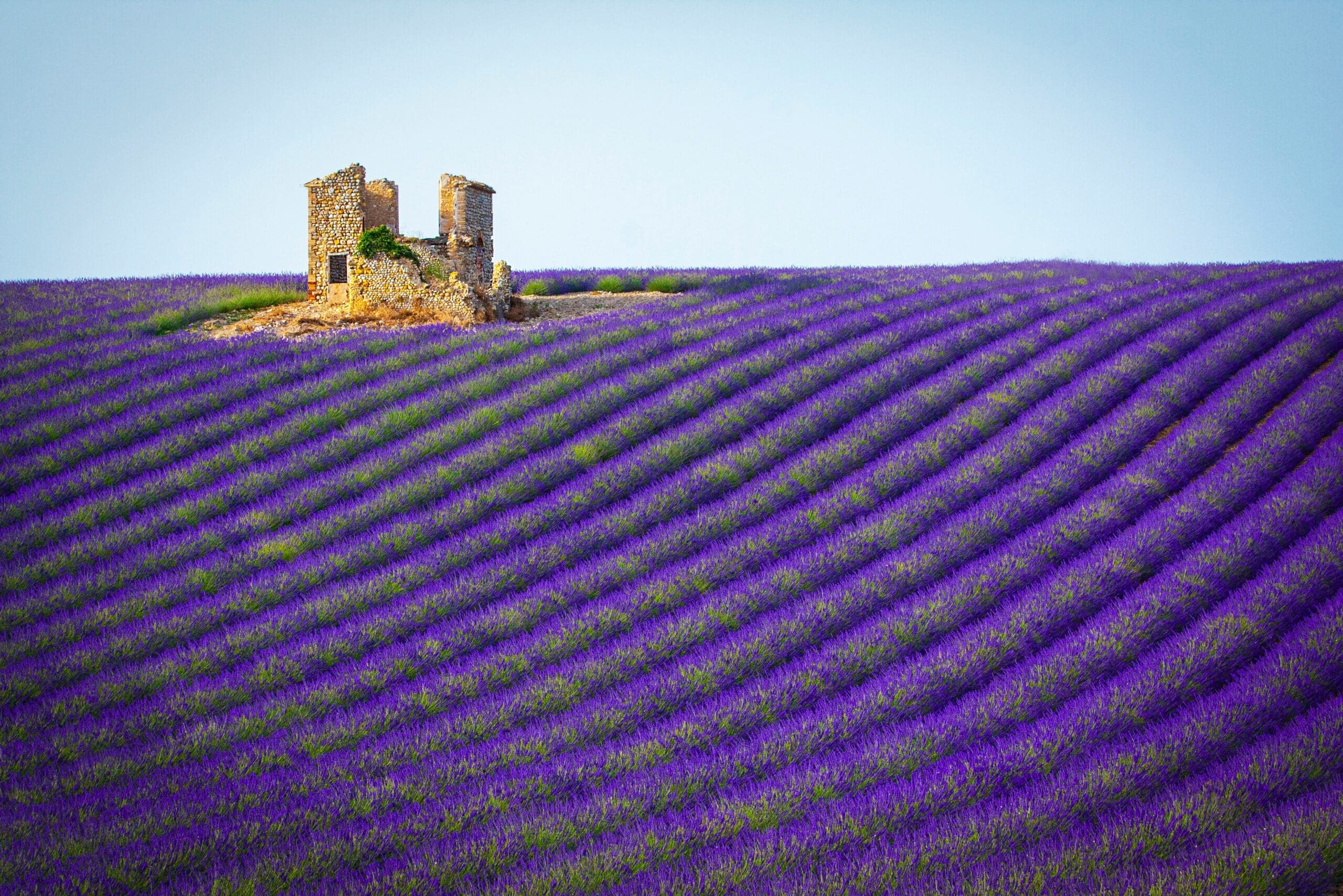 Provence lavender