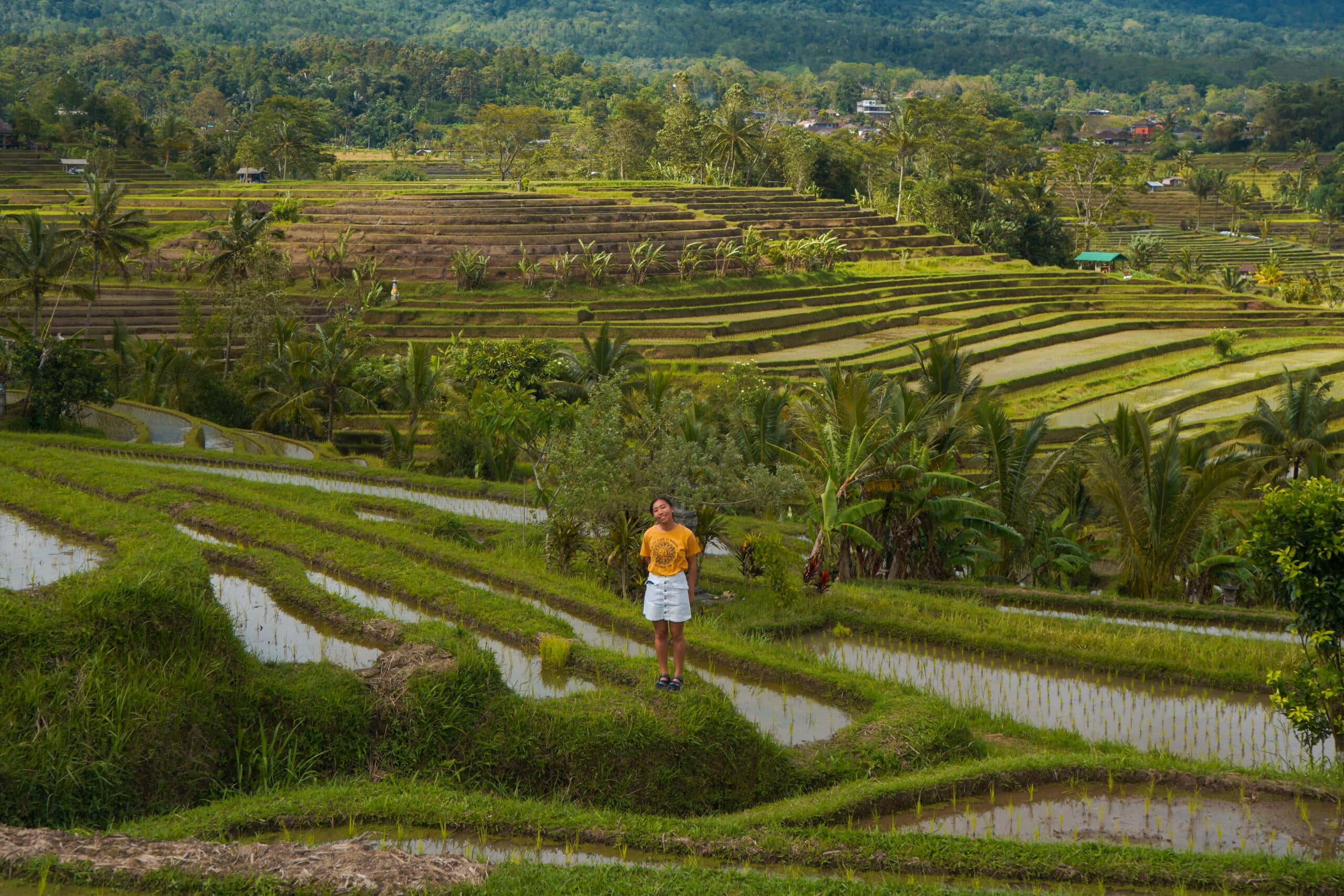 jatiluwih rice terrace
