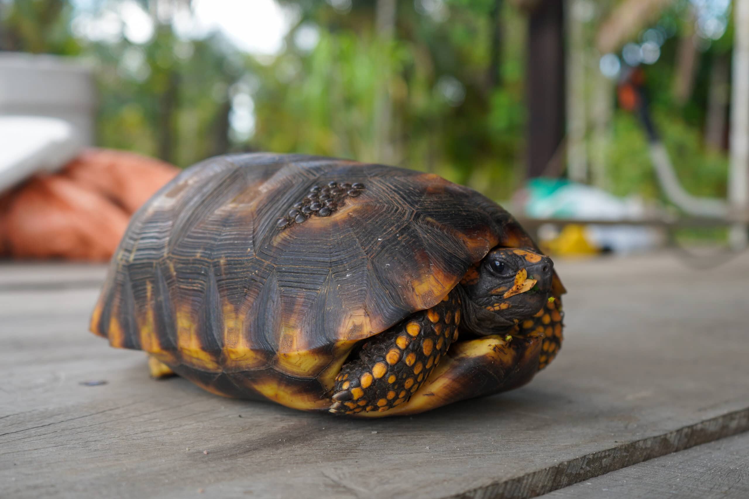 a turtle found in Amazon forest