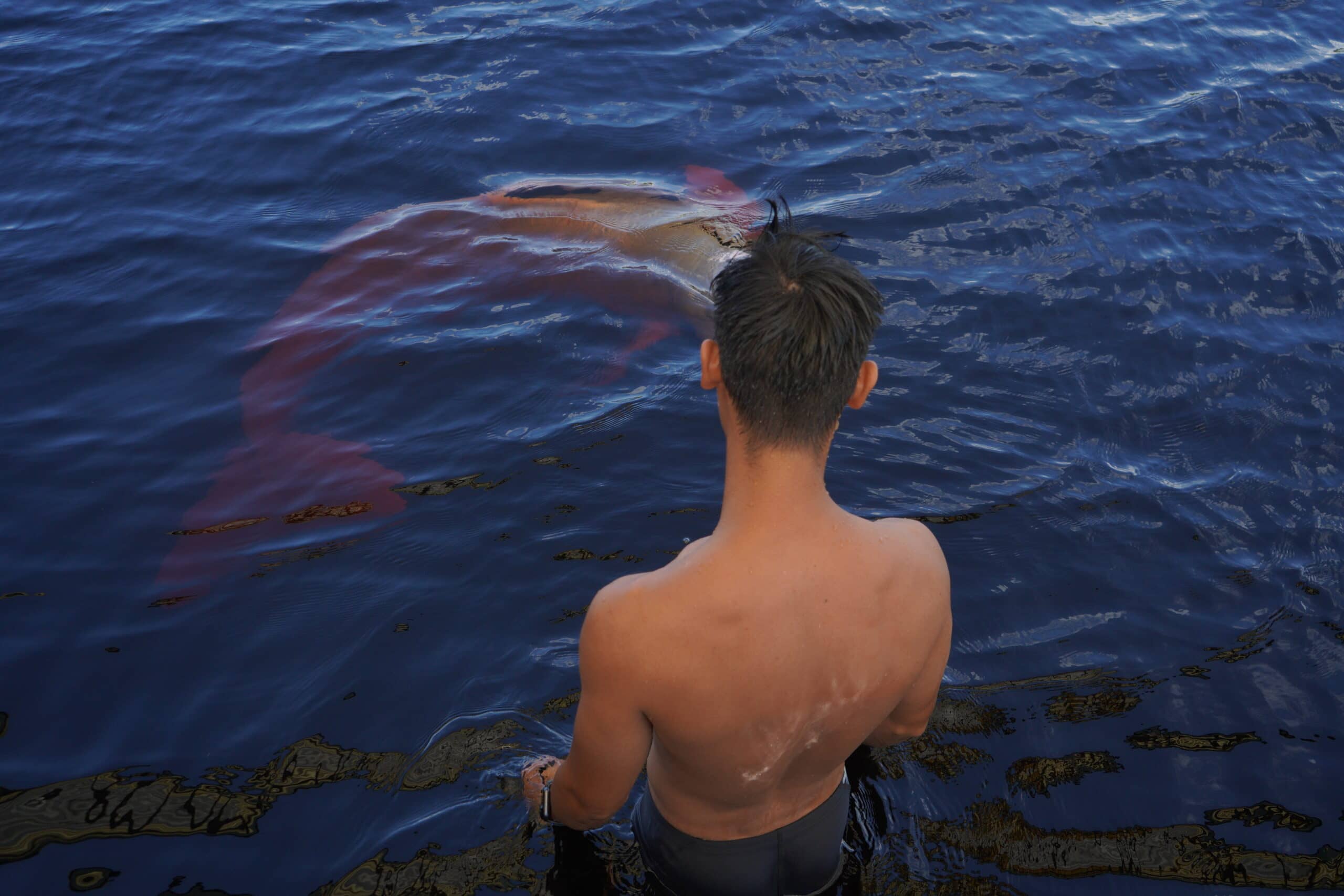 swimming with Amazon dolphins
