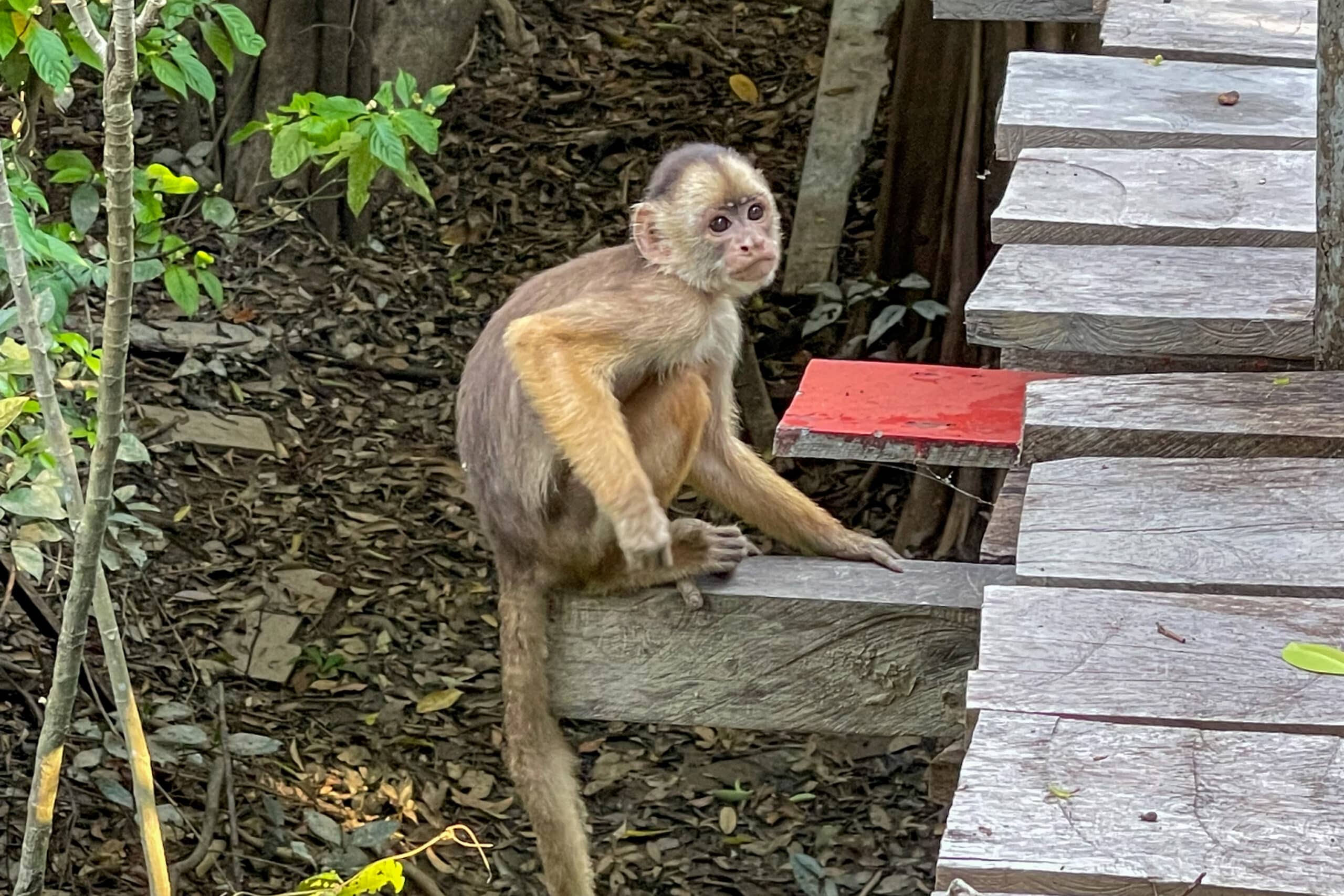 monkey at Amazon forest